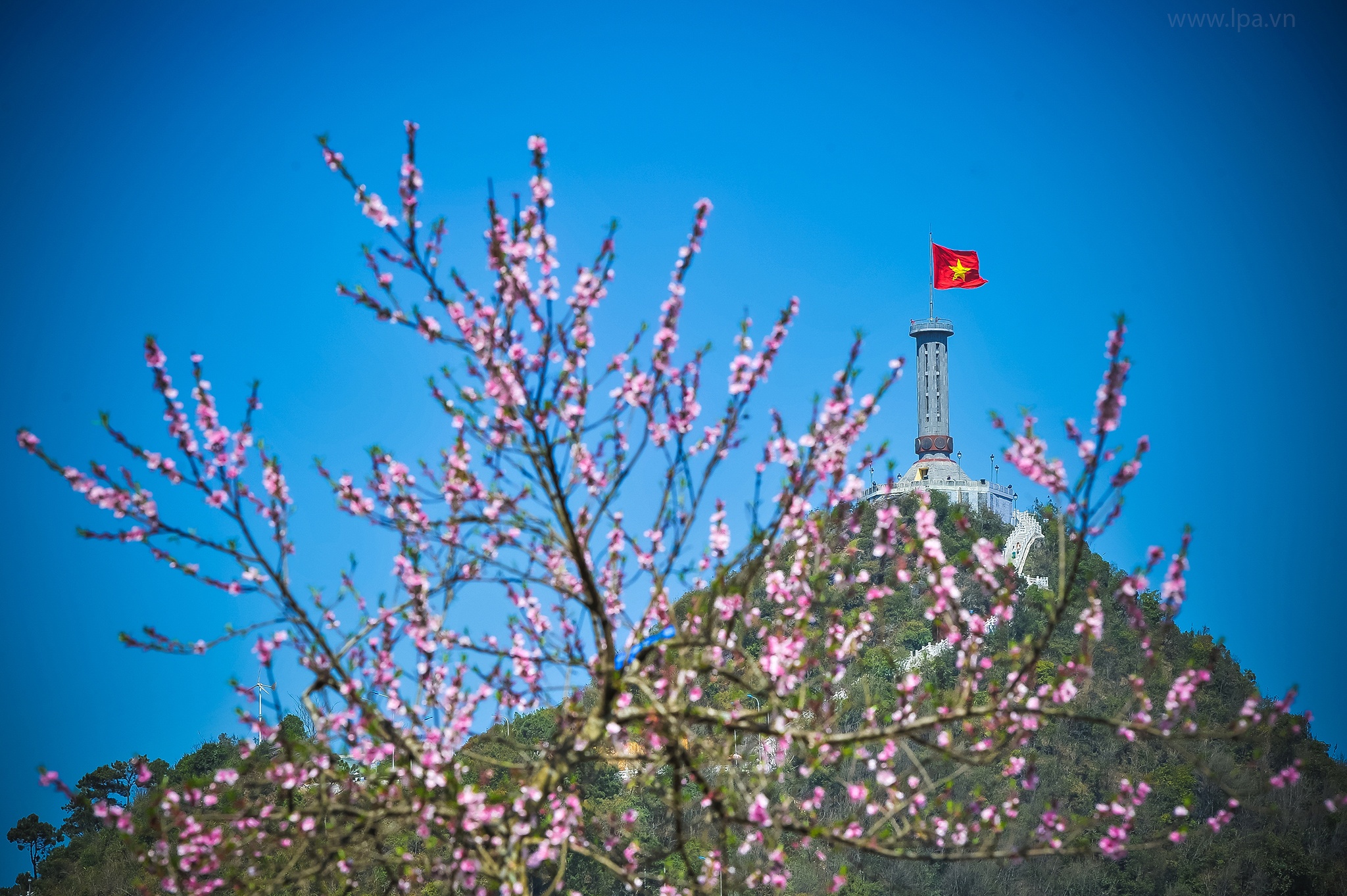 hoa xuan moi mien To quoc anh 58