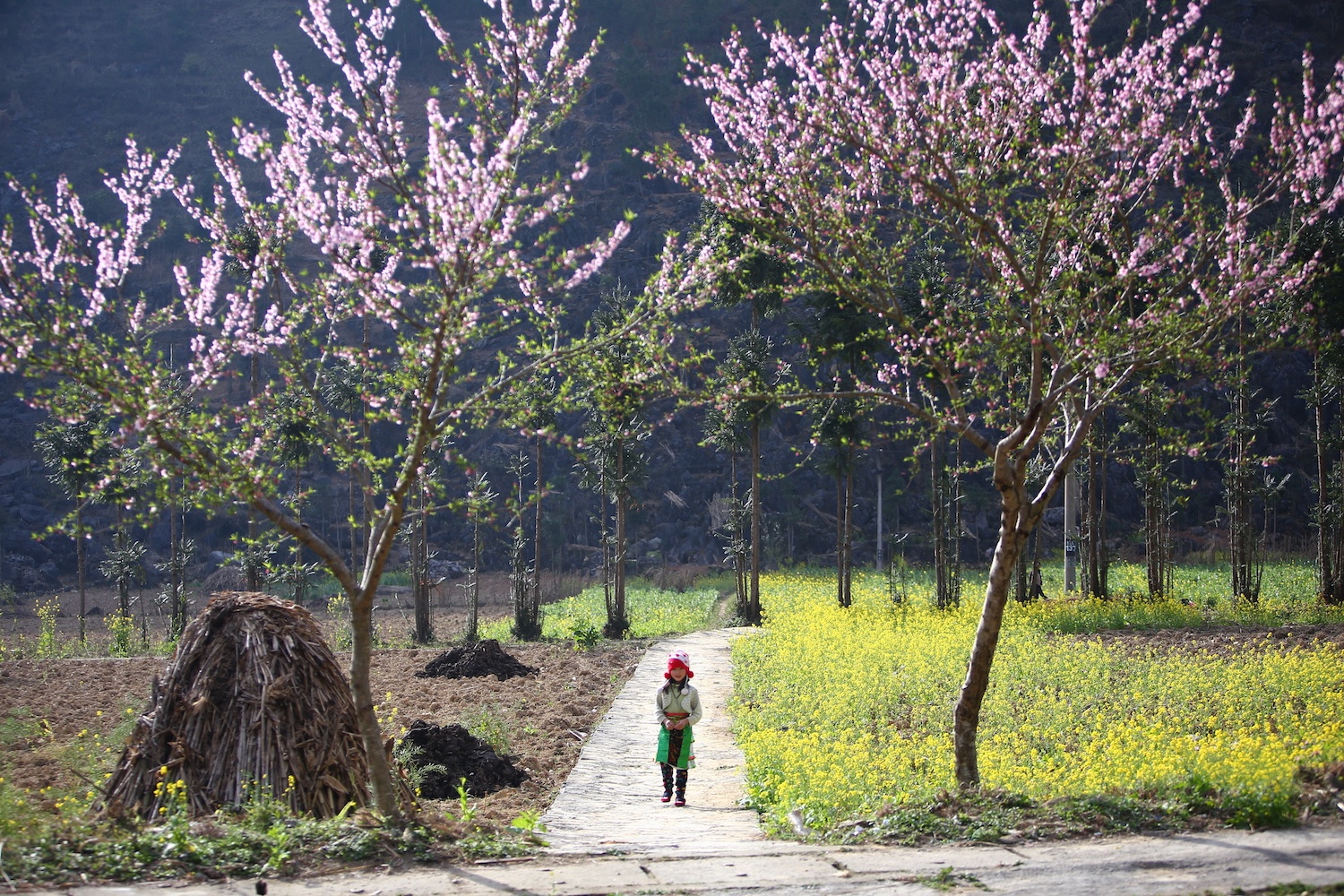 hoa xuan moi mien To quoc anh 64