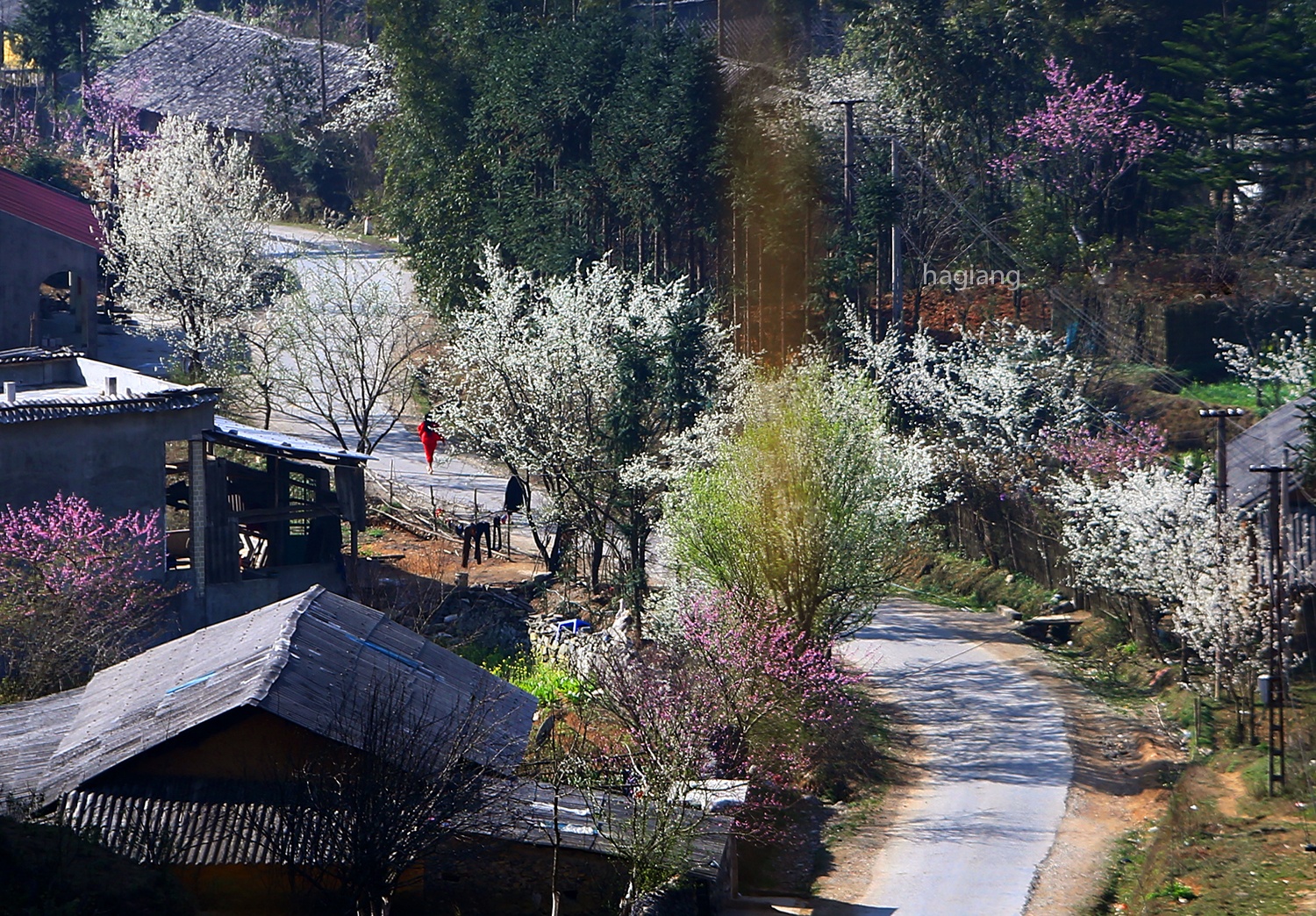 hoa xuan moi mien To quoc anh 65