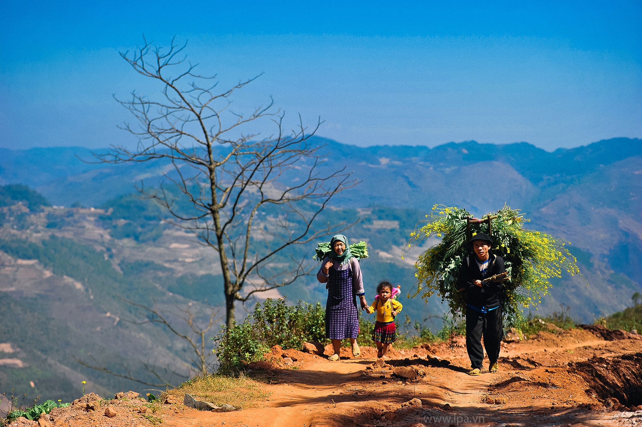 hoa xuan moi mien To quoc anh 66