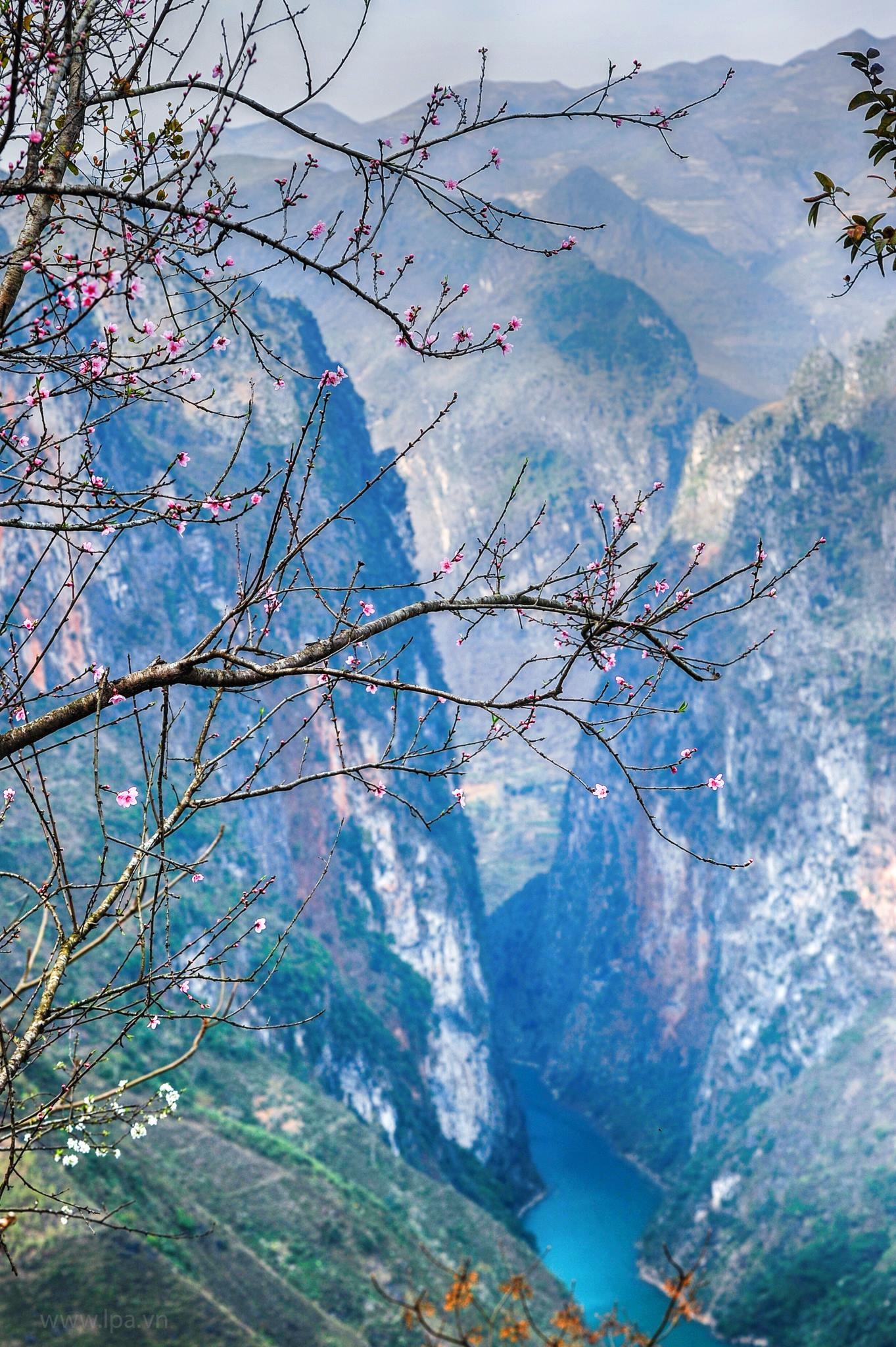 hoa xuan moi mien To quoc anh 67