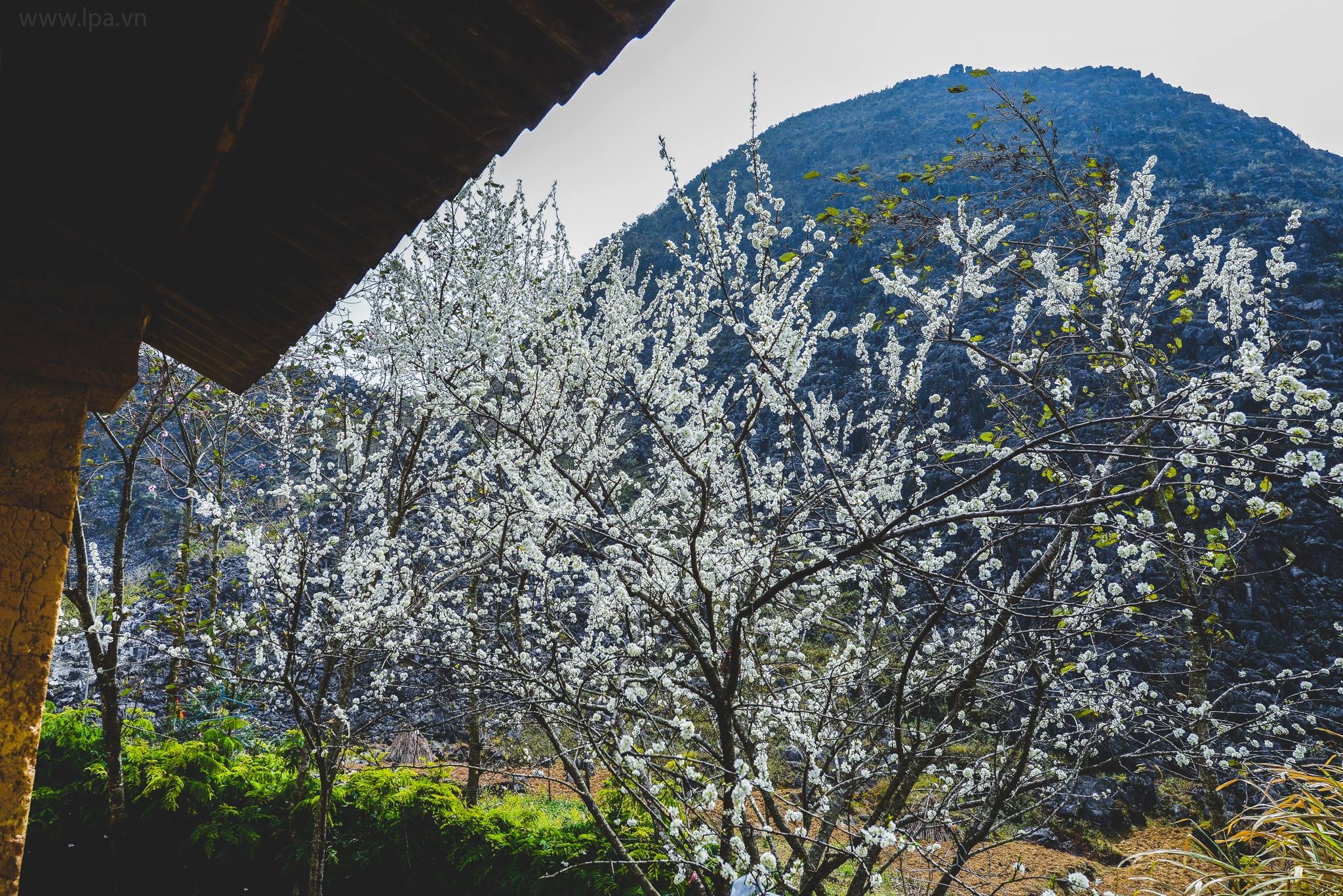 hoa xuan moi mien To quoc anh 68