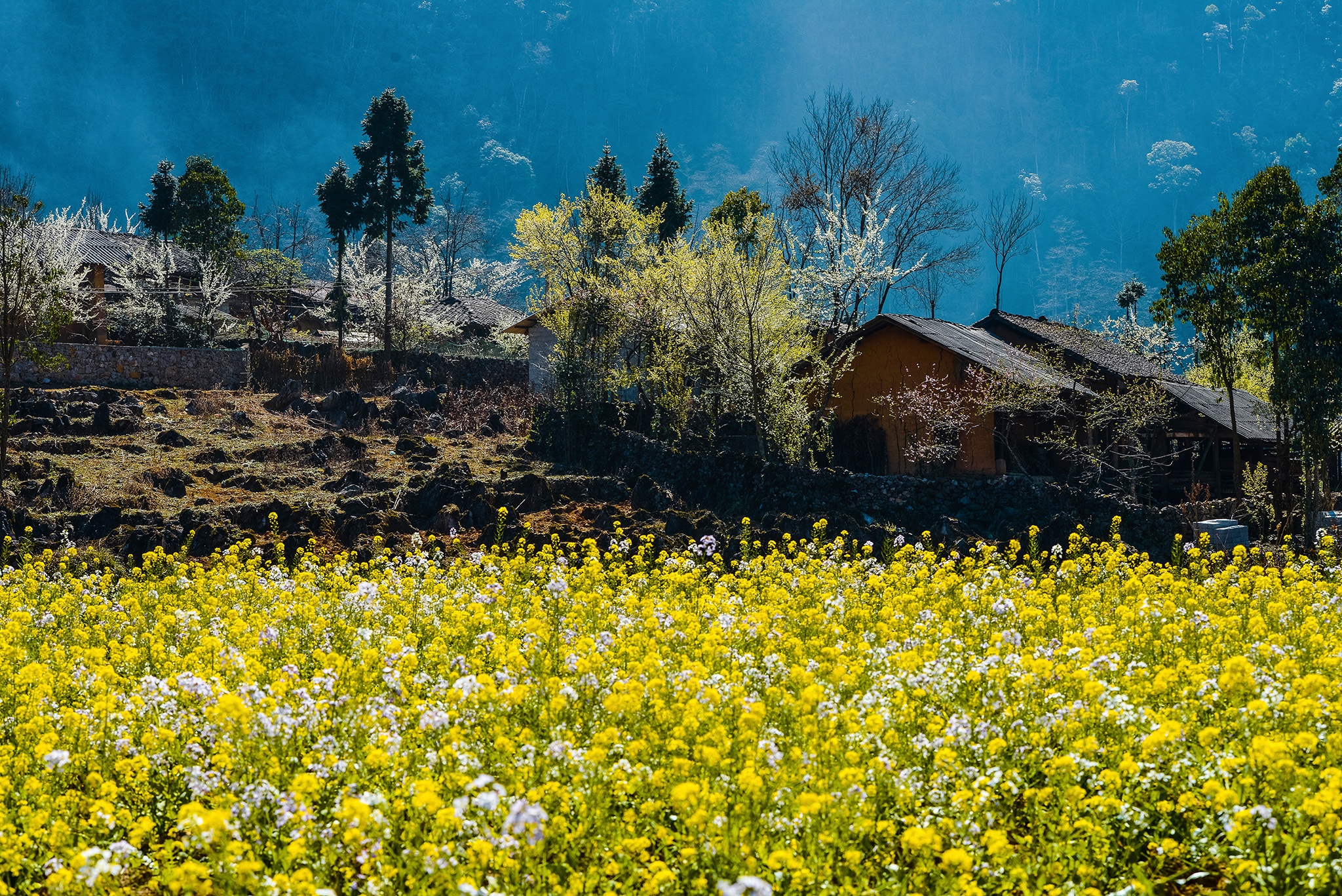 hoa xuan moi mien To quoc anh 82