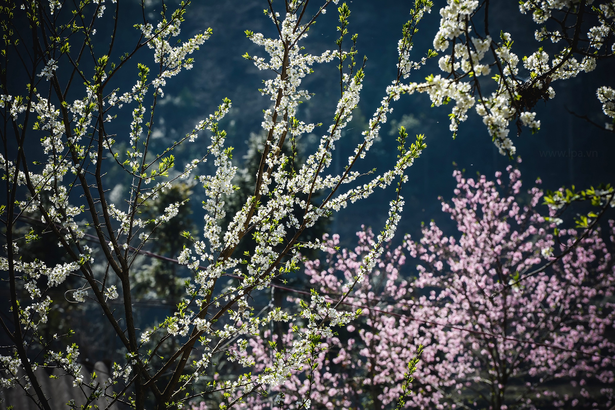 hoa xuan moi mien To quoc anh 77