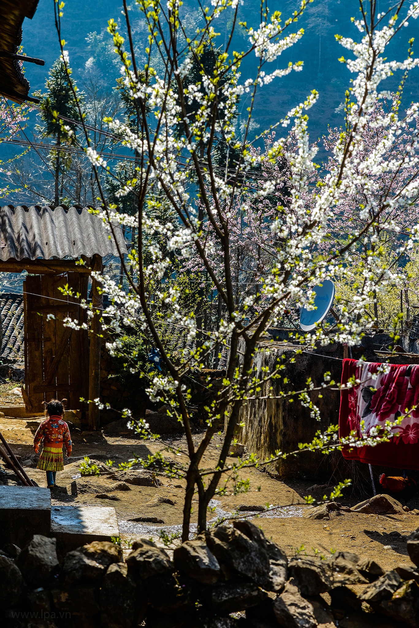 hoa xuan moi mien To quoc anh 78