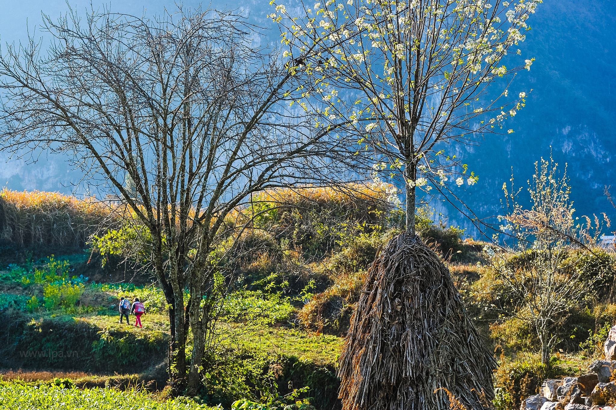 hoa xuan moi mien To quoc anh 79