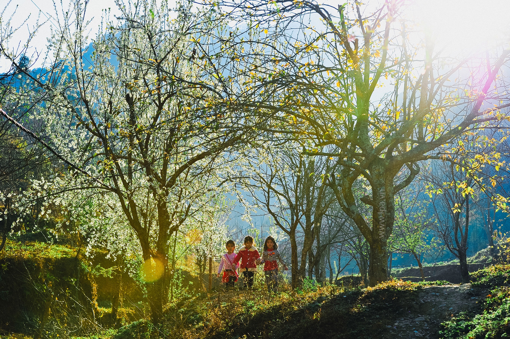 hoa xuan moi mien To quoc anh 93