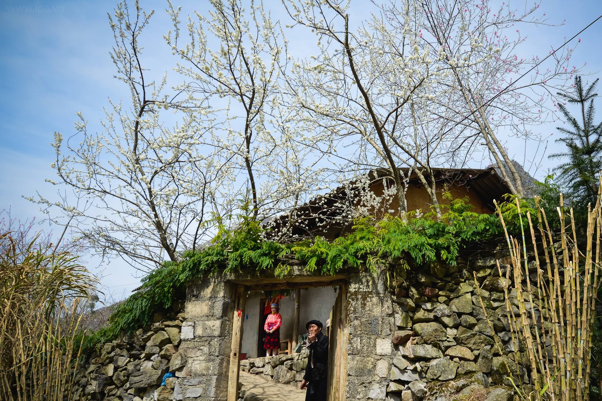 hoa xuan moi mien To quoc anh 69