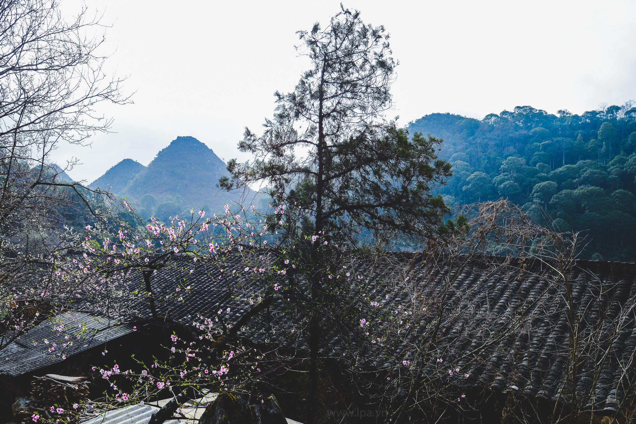 hoa xuan moi mien To quoc anh 70