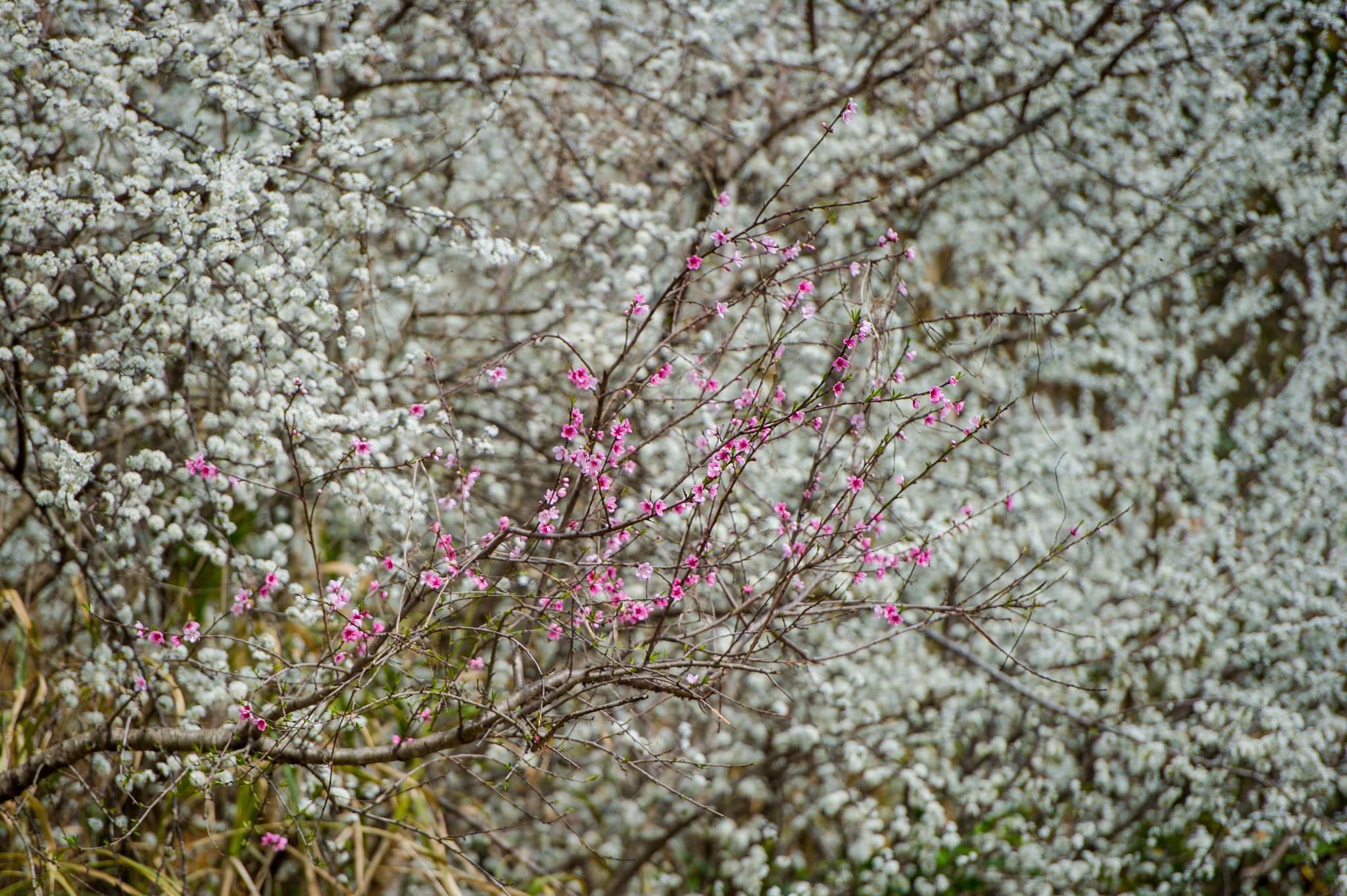 hoa xuan moi mien To quoc anh 71