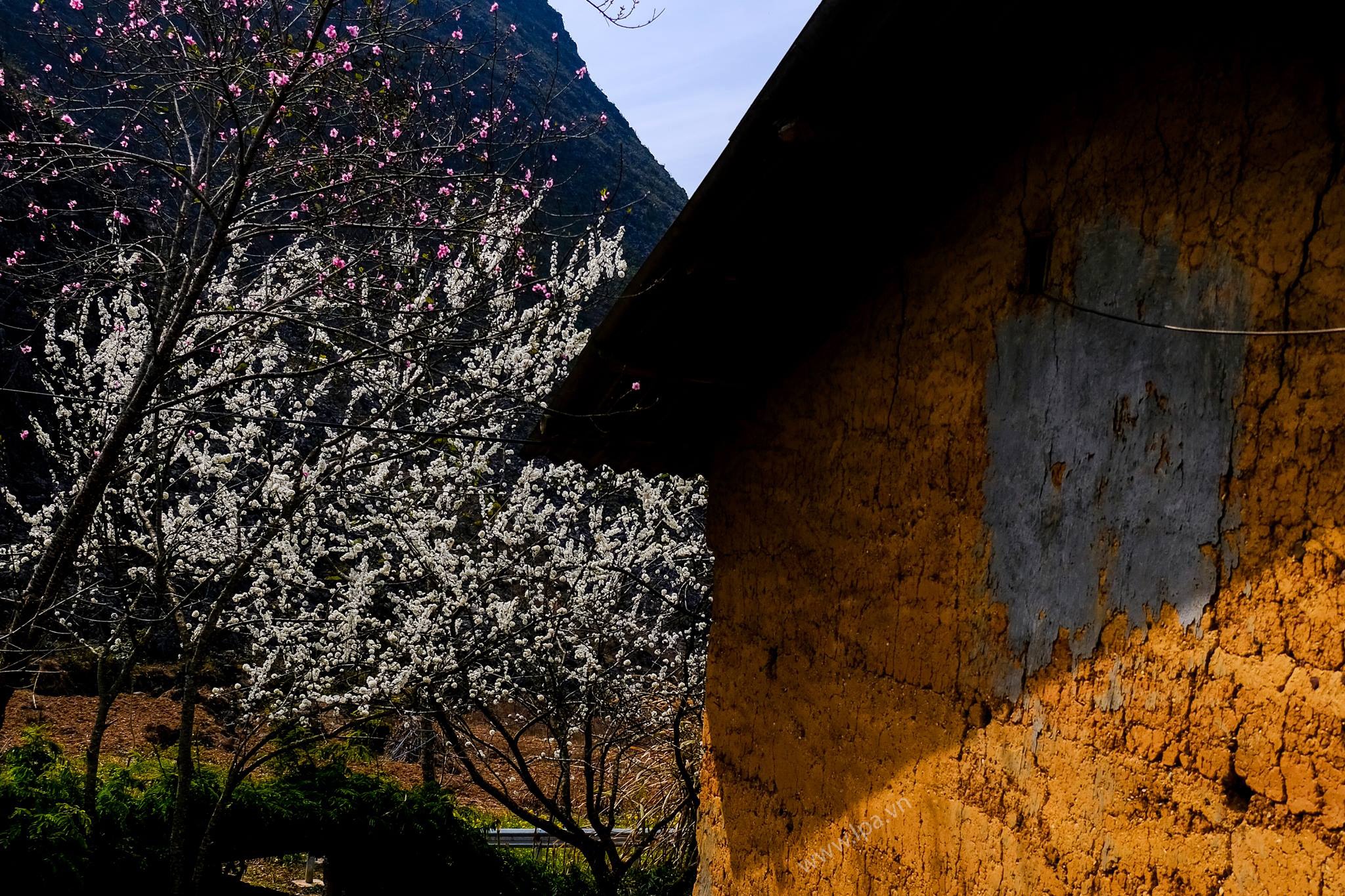 hoa xuan moi mien To quoc anh 72