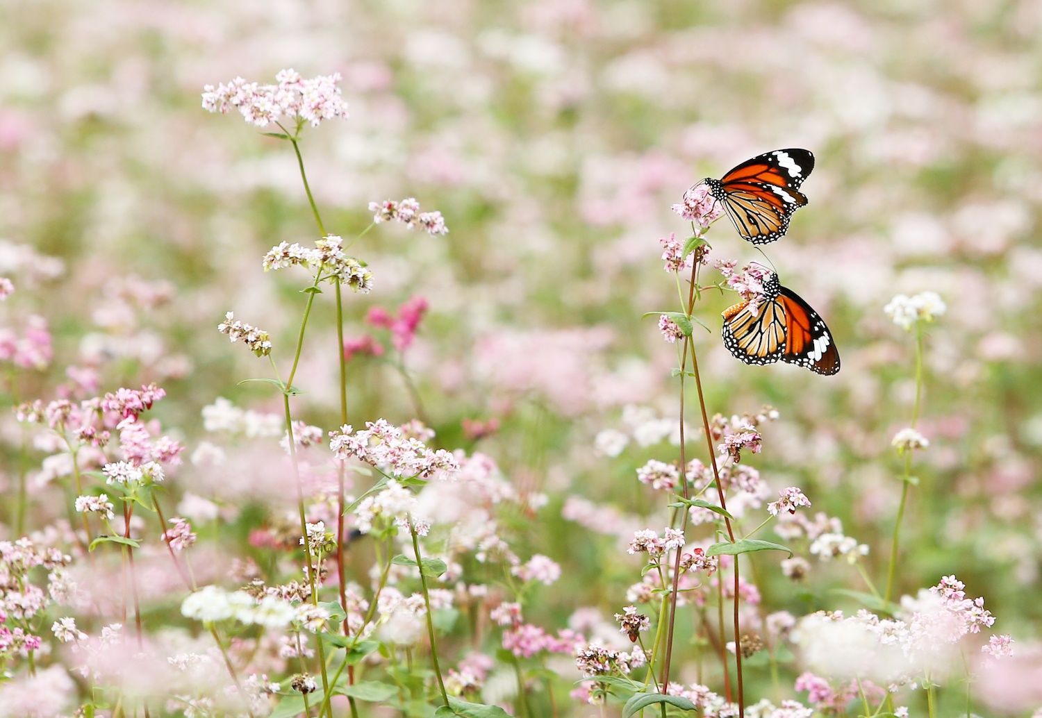 hoa xuan moi mien To quoc anh 73