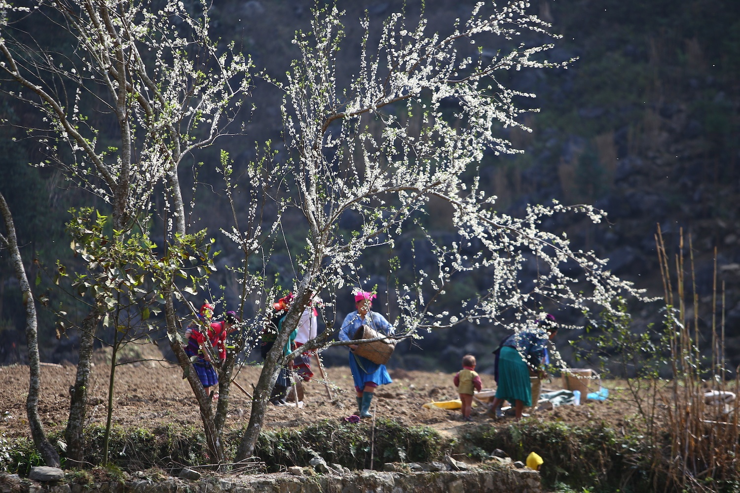 hoa xuan moi mien To quoc anh 74