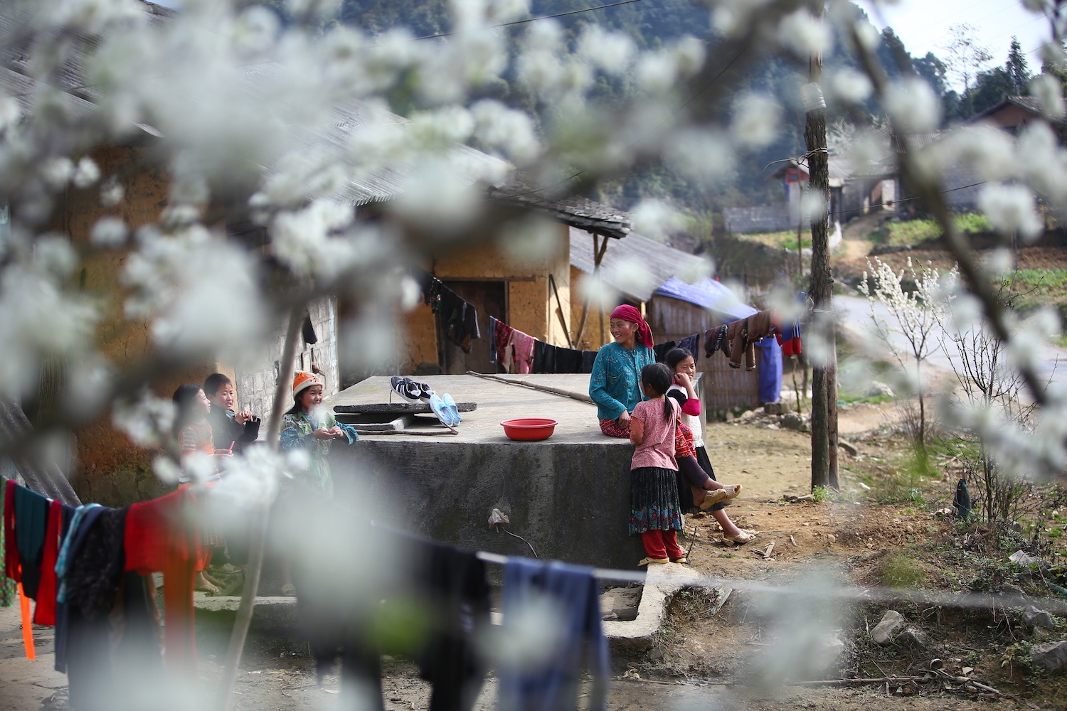 hoa xuan moi mien To quoc anh 75