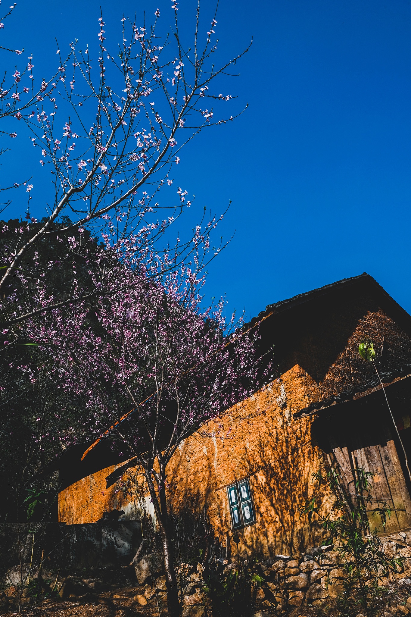 hoa xuan moi mien To quoc anh 76