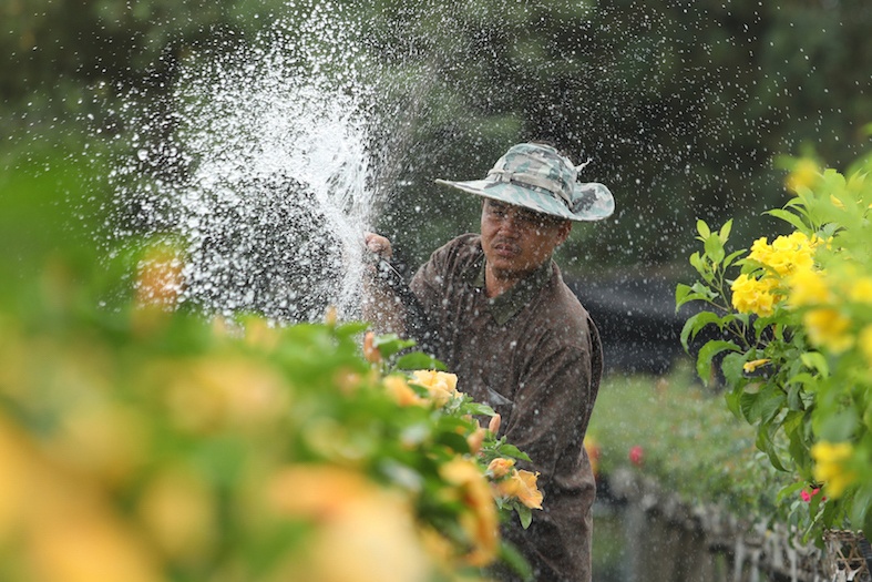 'Vuong quoc hoa' mien Tay nhung ngay giap Tet hinh anh