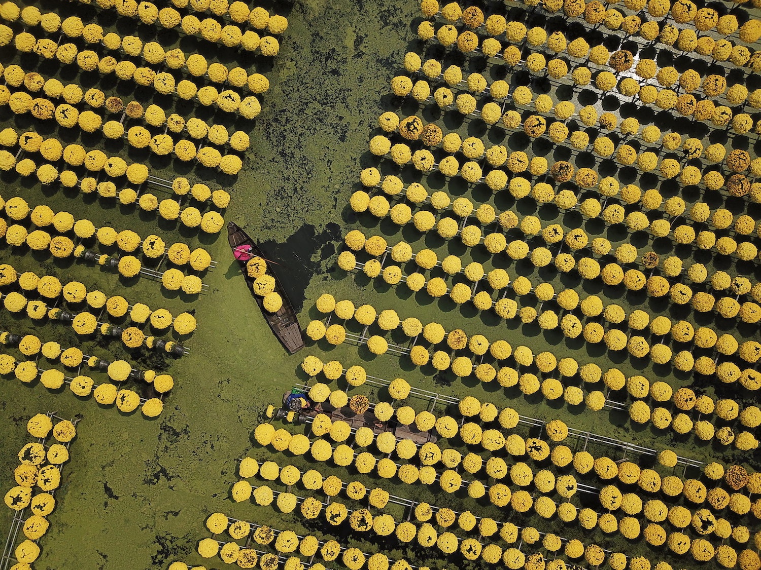 vuon hoa Sa Dec vao xuan anh 3