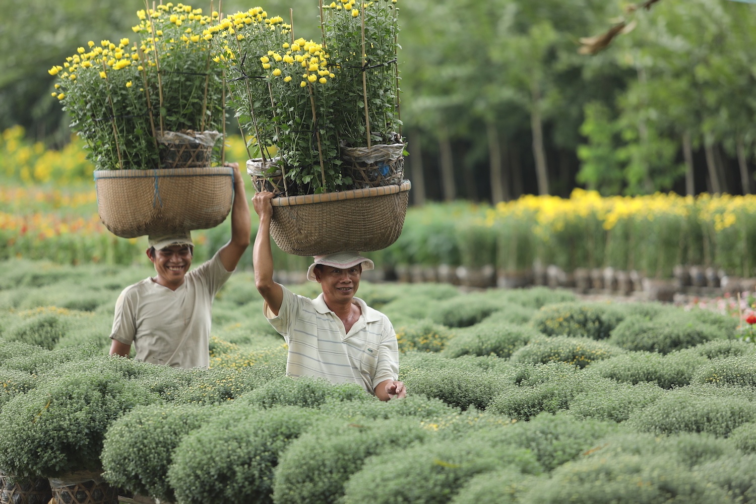 vuon hoa Sa Dec vao xuan anh 6