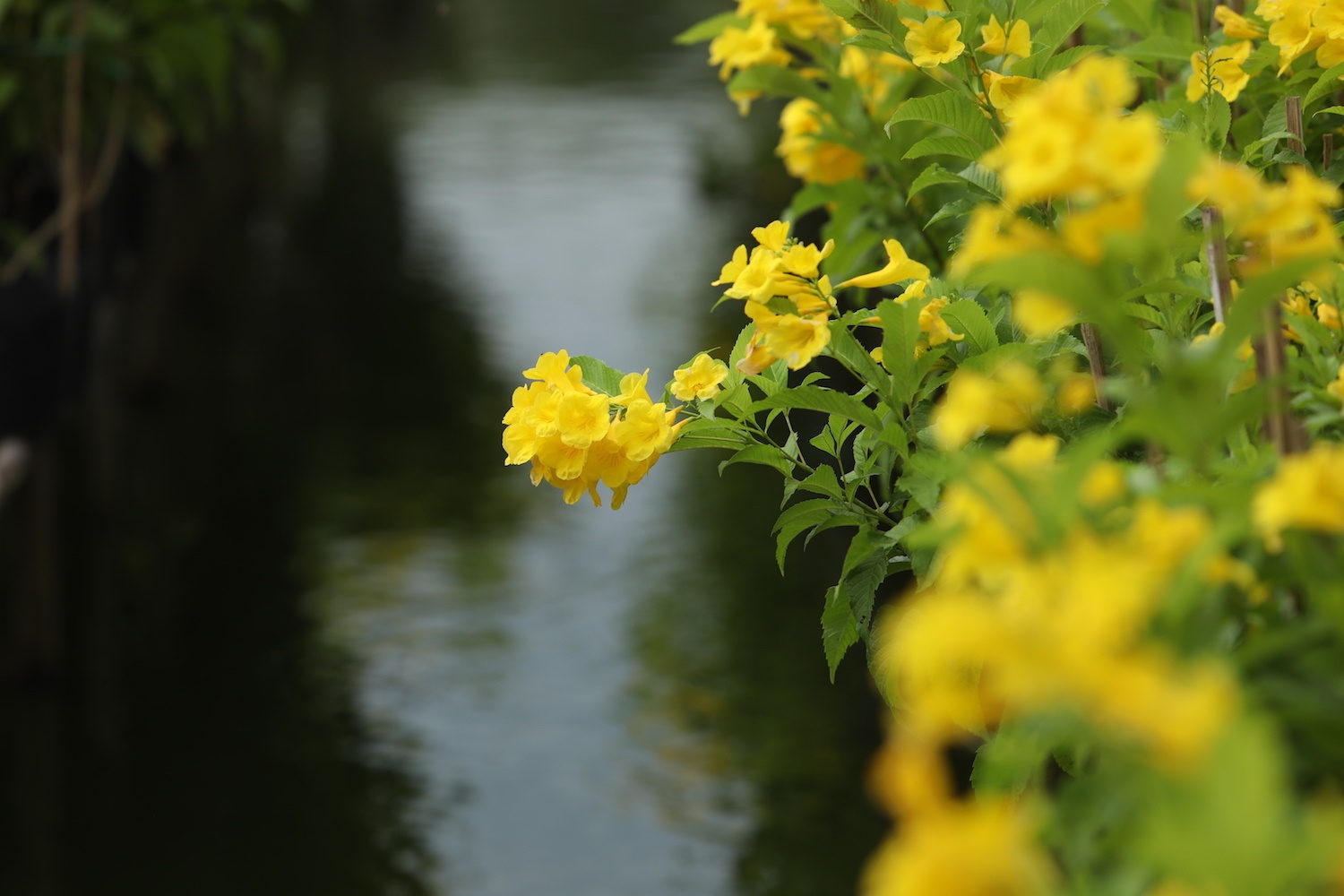 vuon hoa Sa Dec vao xuan anh 4