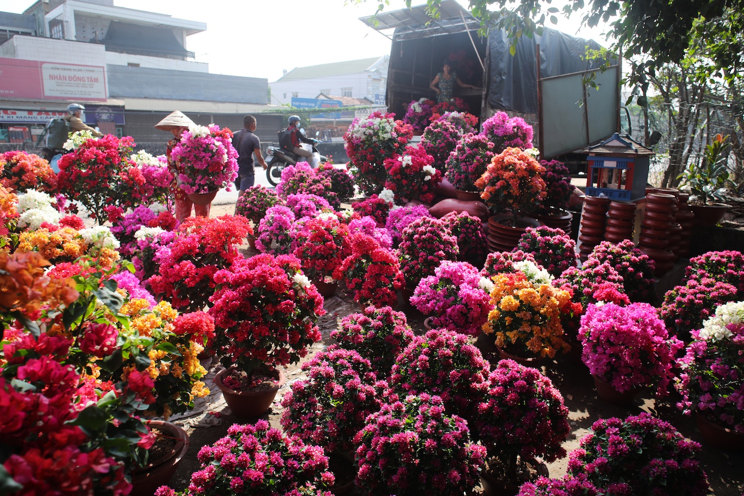 sac do hoa giay o mien Tay anh 12