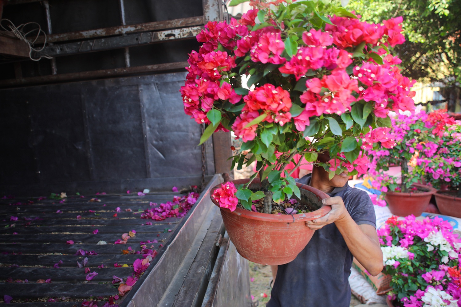 sac do hoa giay o mien Tay anh 13