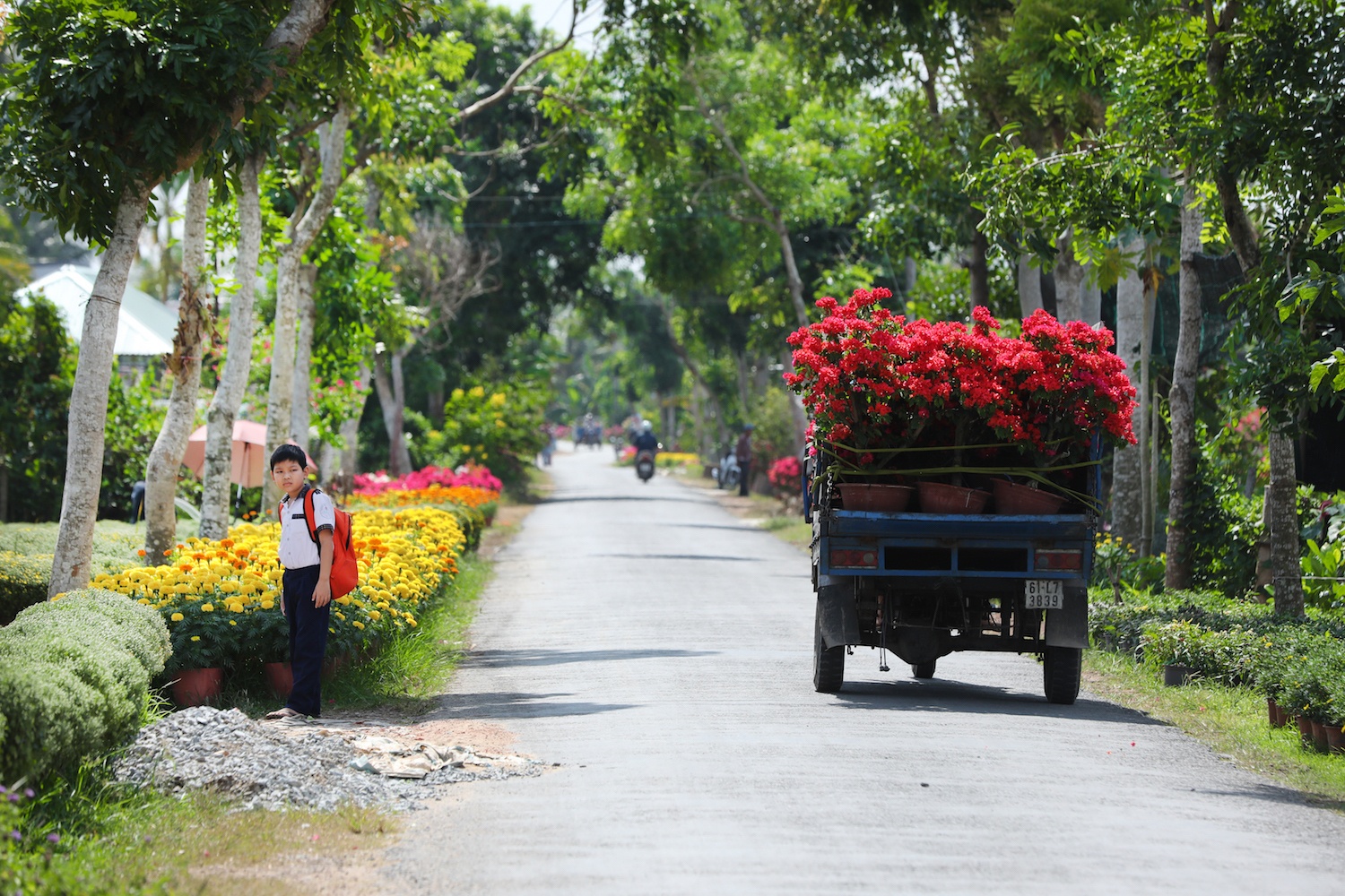 sac do hoa giay o mien Tay anh 14