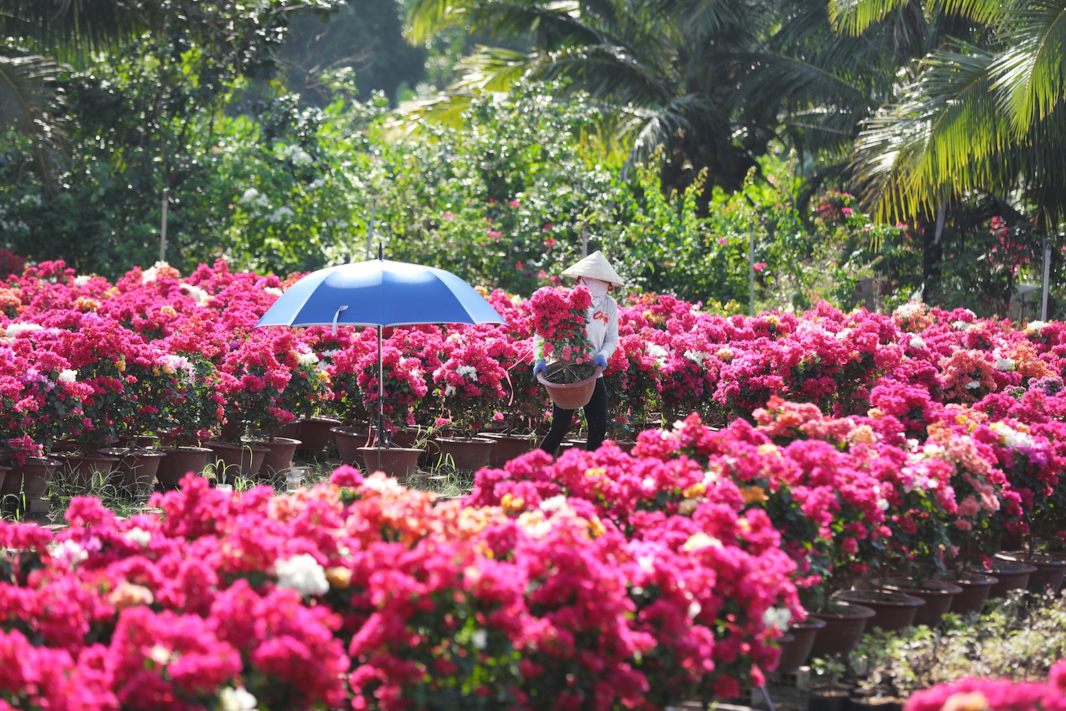 sac do hoa giay o mien Tay anh 16