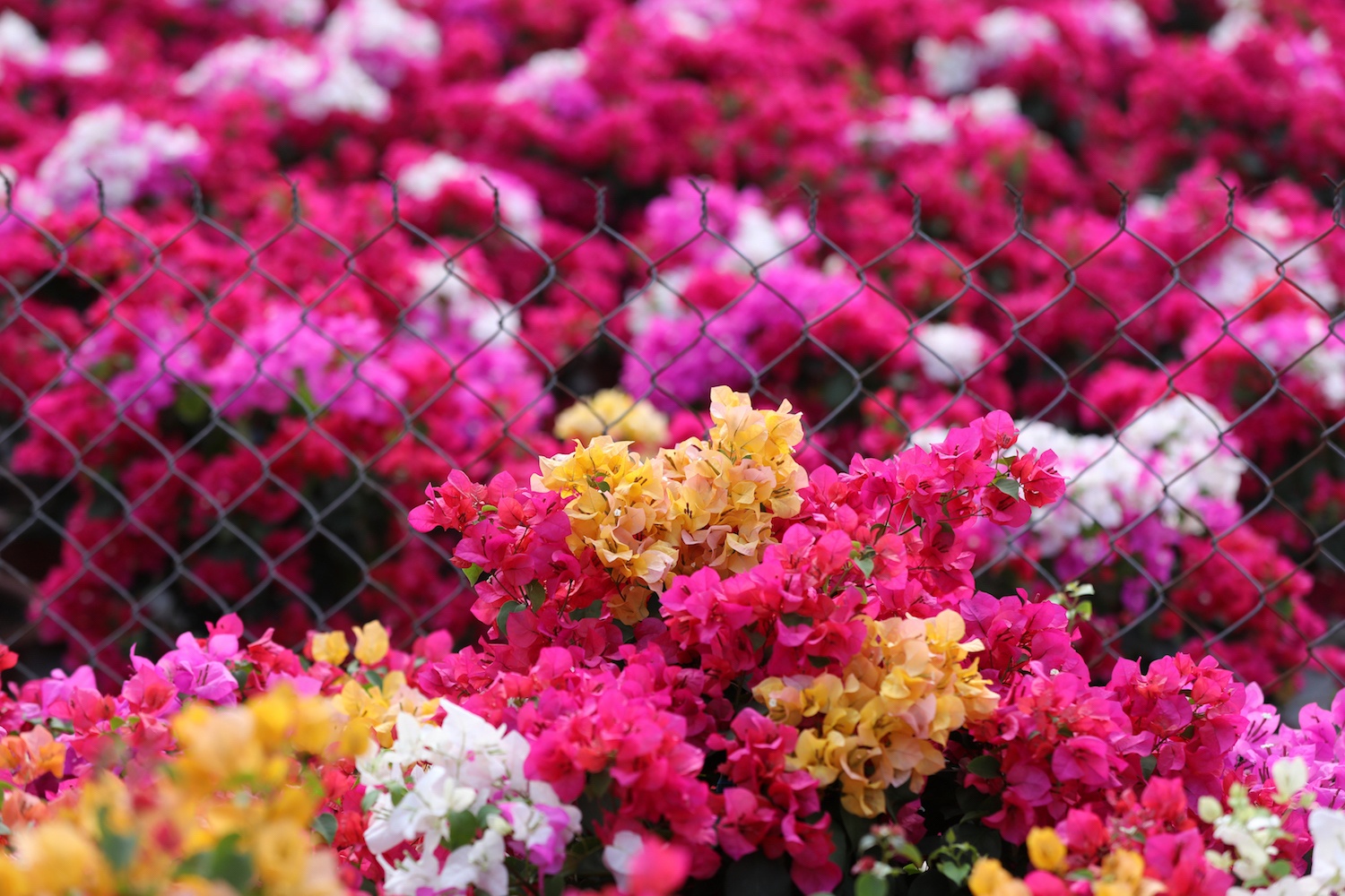 sac do hoa giay o mien Tay anh 17