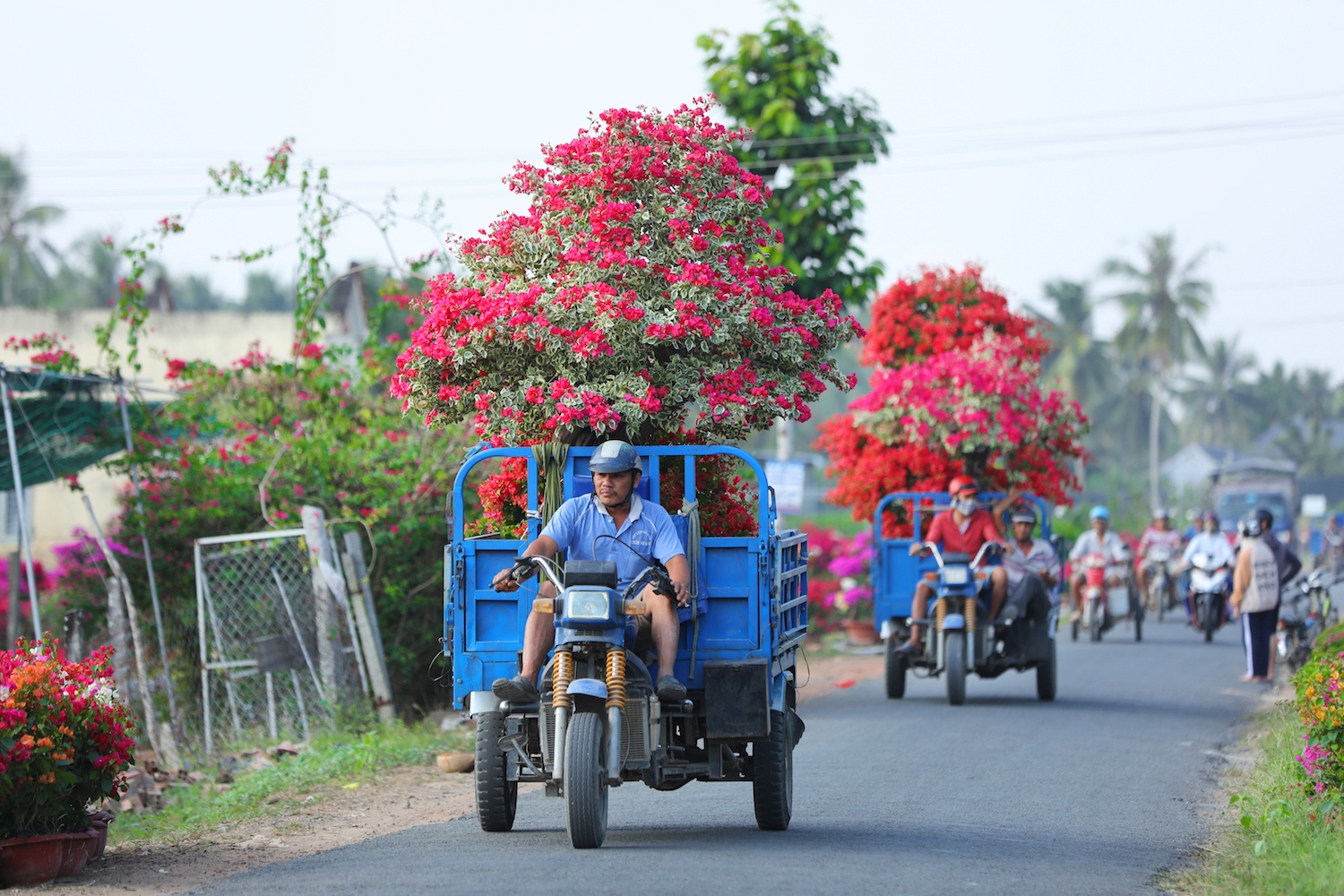 sac do hoa giay o mien Tay anh 22