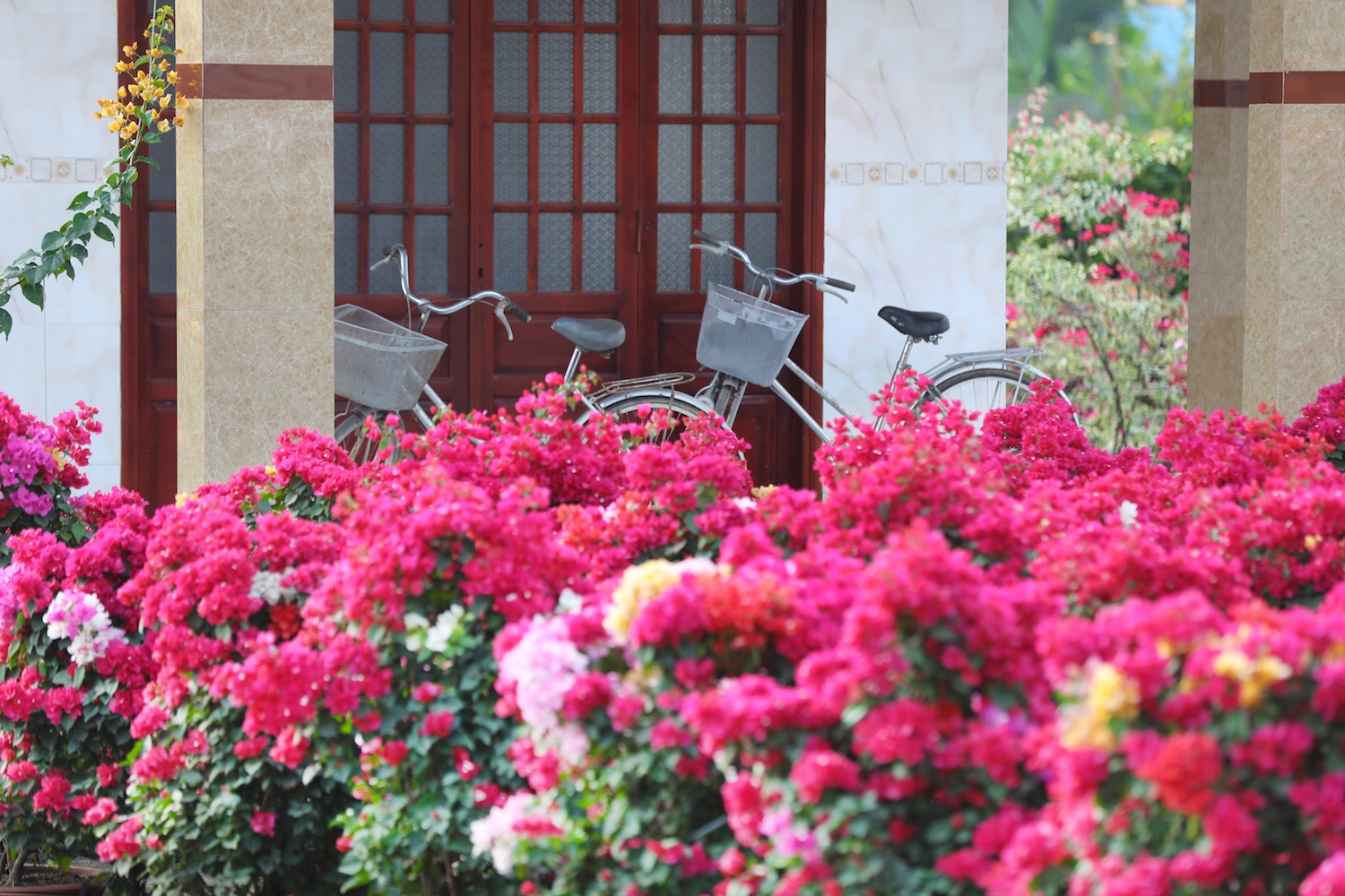 sac do hoa giay o mien Tay anh 18