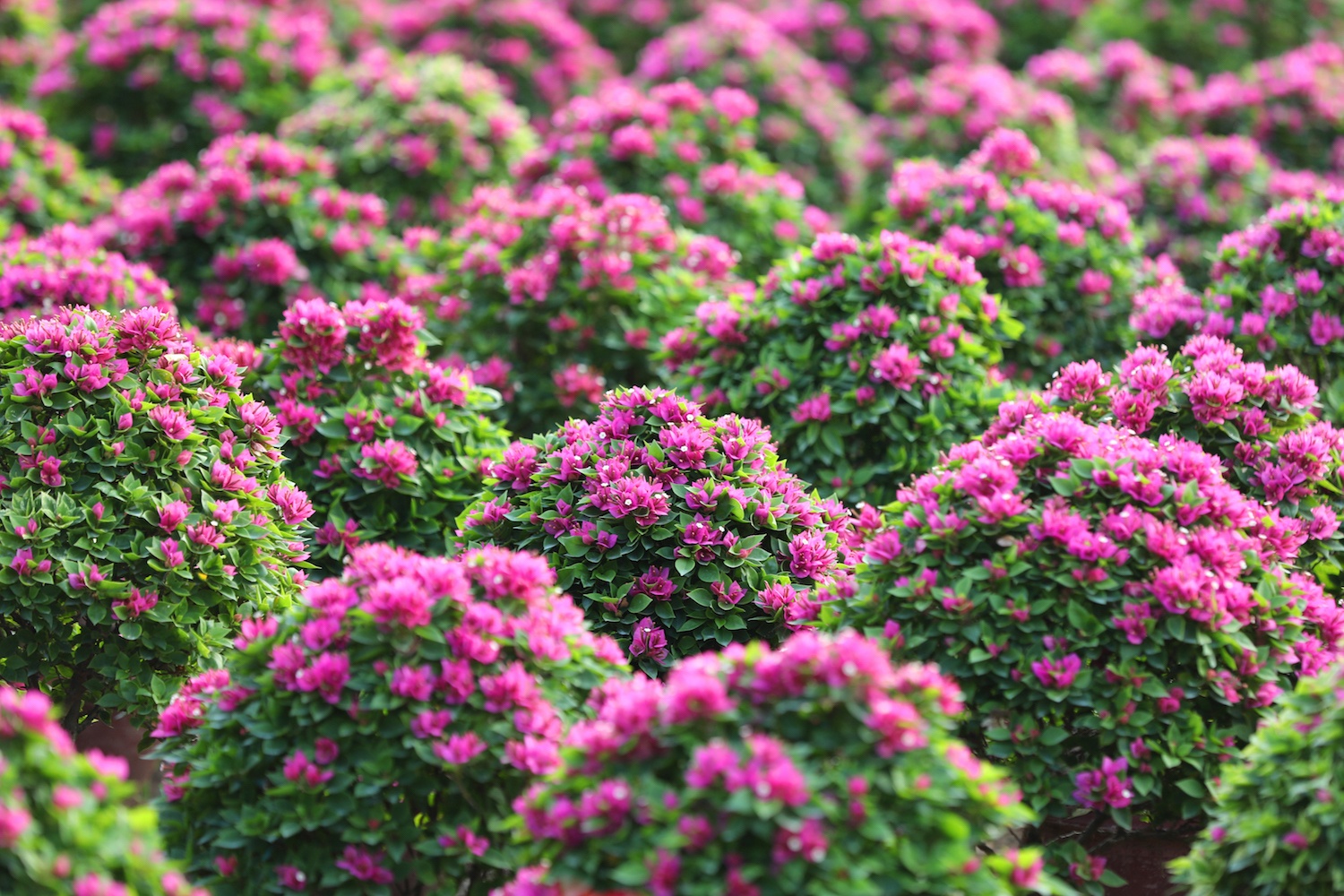 sac do hoa giay o mien Tay anh 19