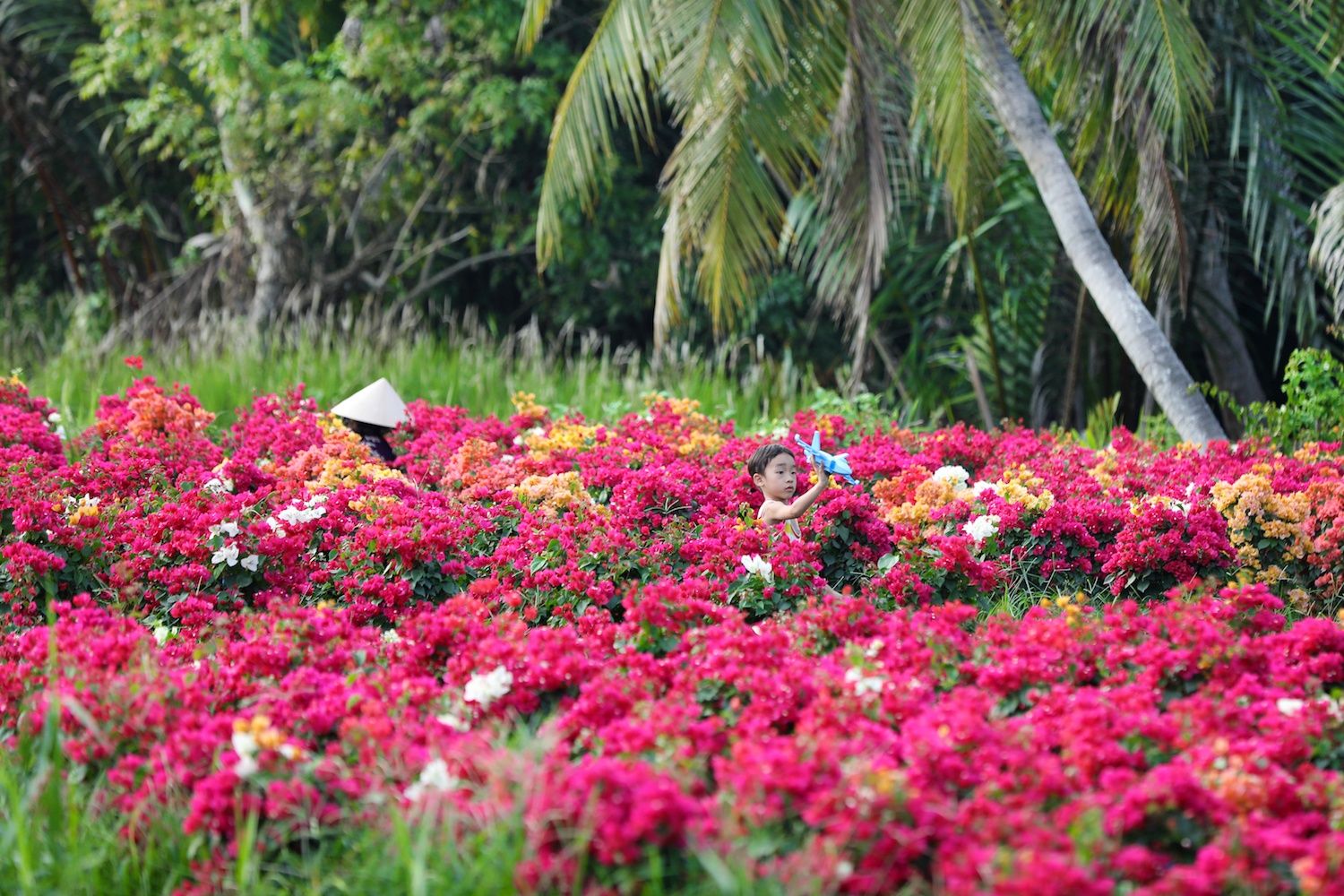 sac do hoa giay o mien Tay anh 20