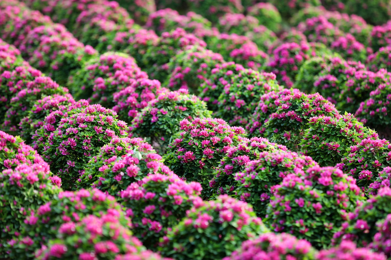 sac do hoa giay o mien Tay anh 21