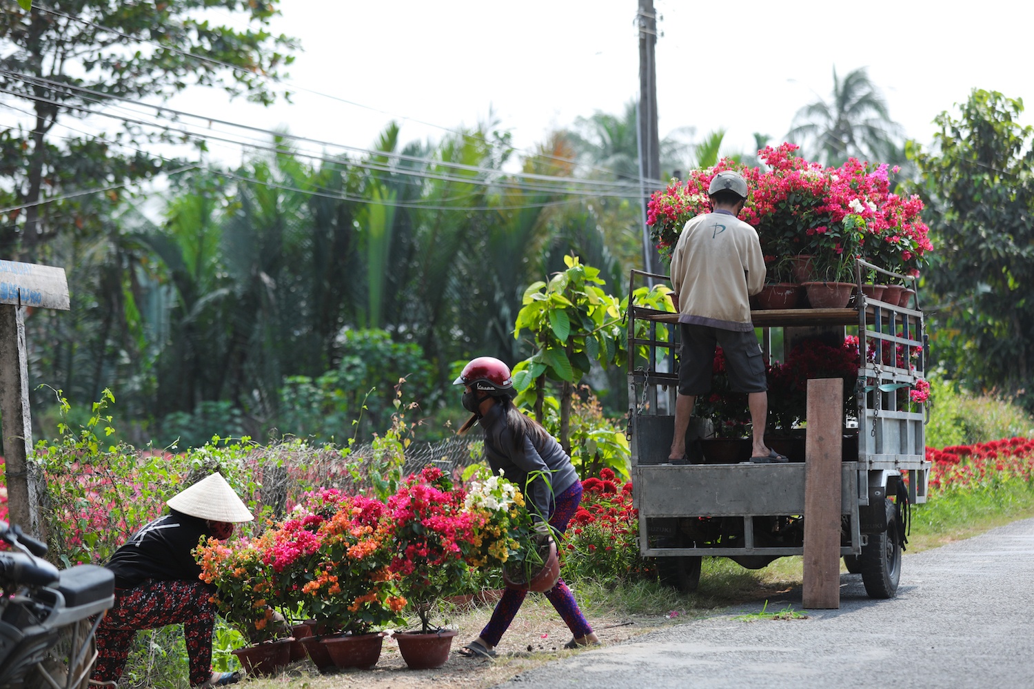 sac do hoa giay o mien Tay anh 26