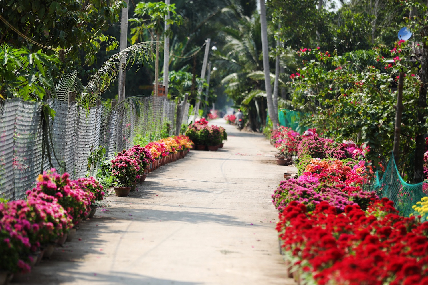 sac do hoa giay o mien Tay anh 23