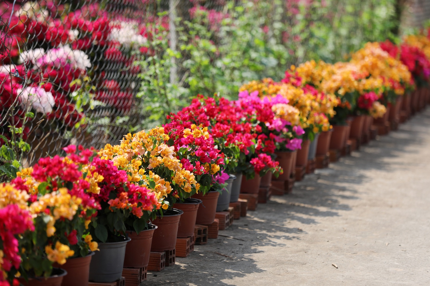 sac do hoa giay o mien Tay anh 24