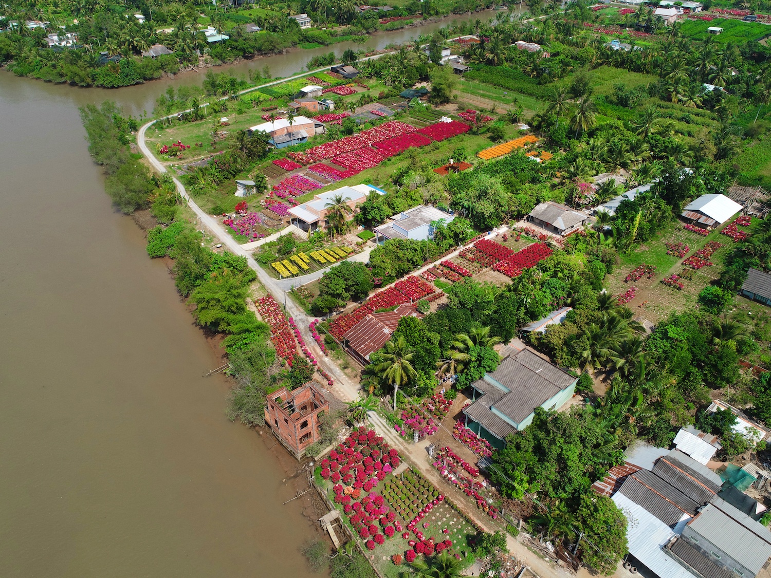 sac do hoa giay o mien Tay anh 6