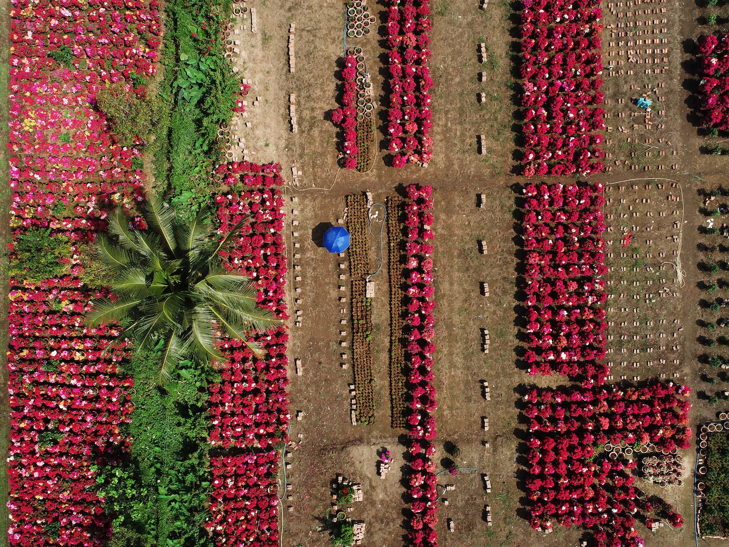 sac do hoa giay o mien Tay anh 8