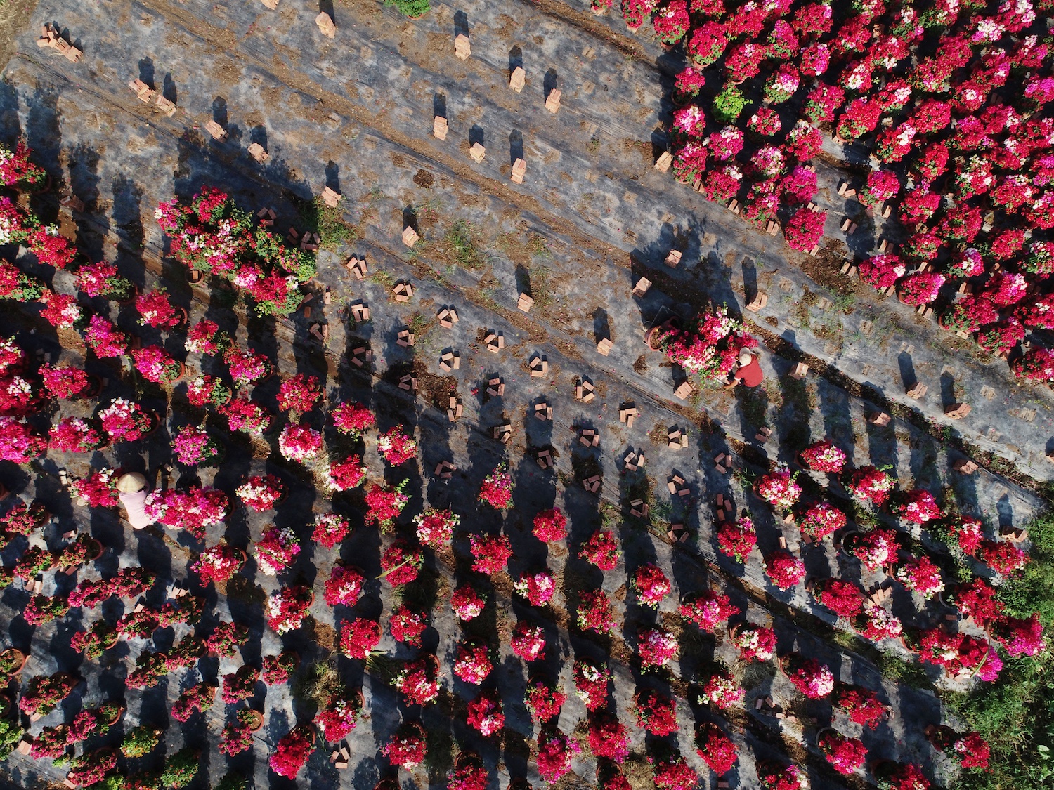 sac do hoa giay o mien Tay anh 10