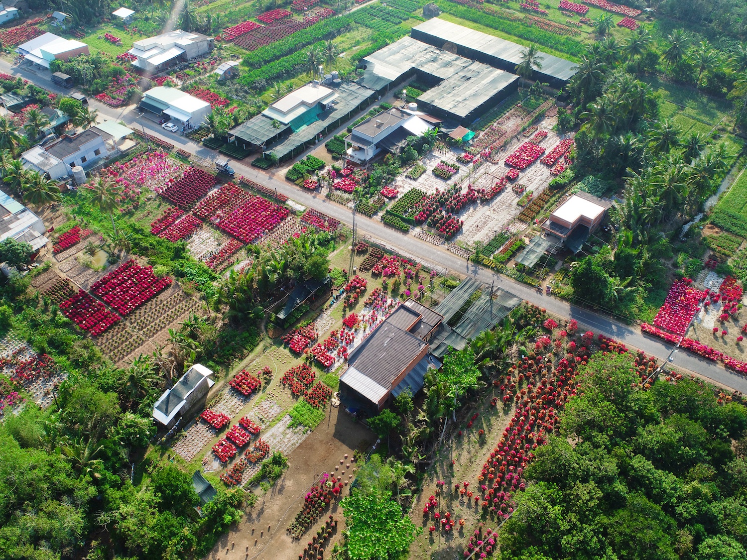 sac do hoa giay o mien Tay anh 5