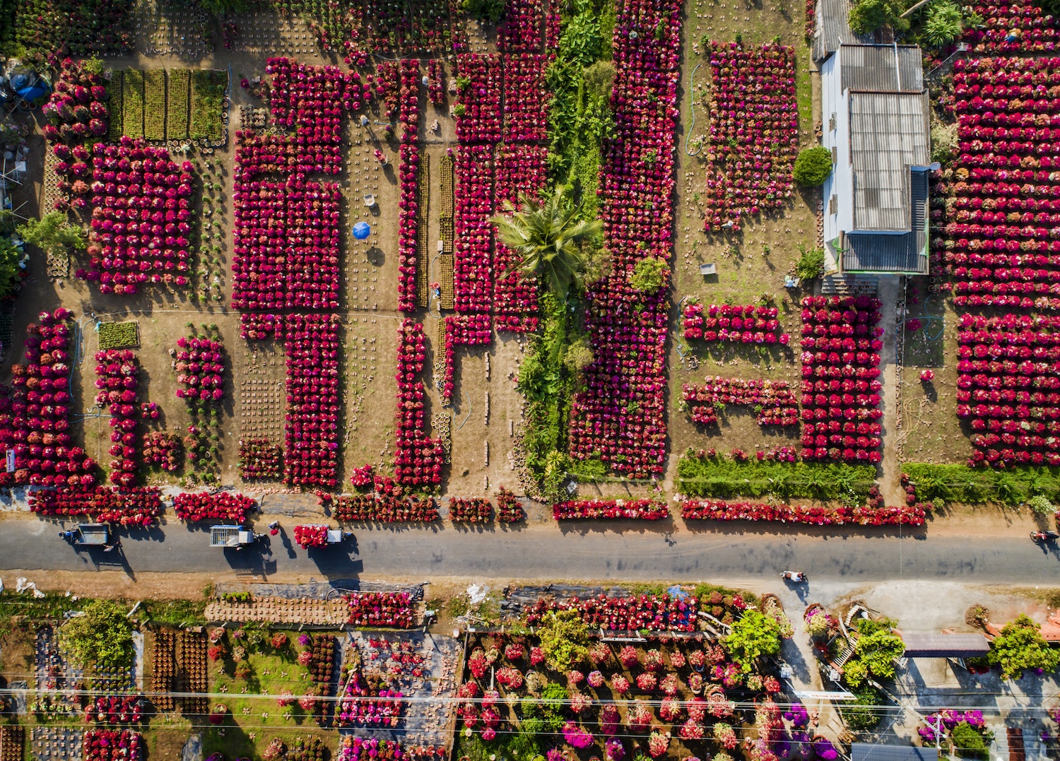 sắc đỏ hoa giấy ở miền Tây ảnh 1 sac do hoa giay o mien Tay anh 1