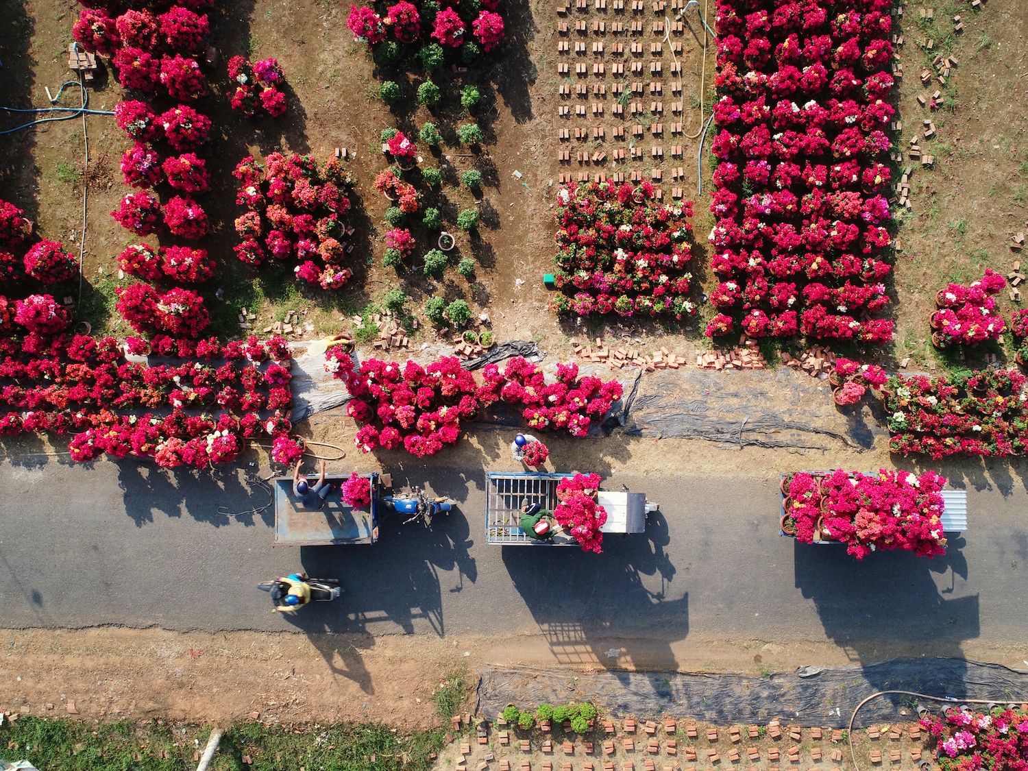 sac do hoa giay o mien Tay anh 4