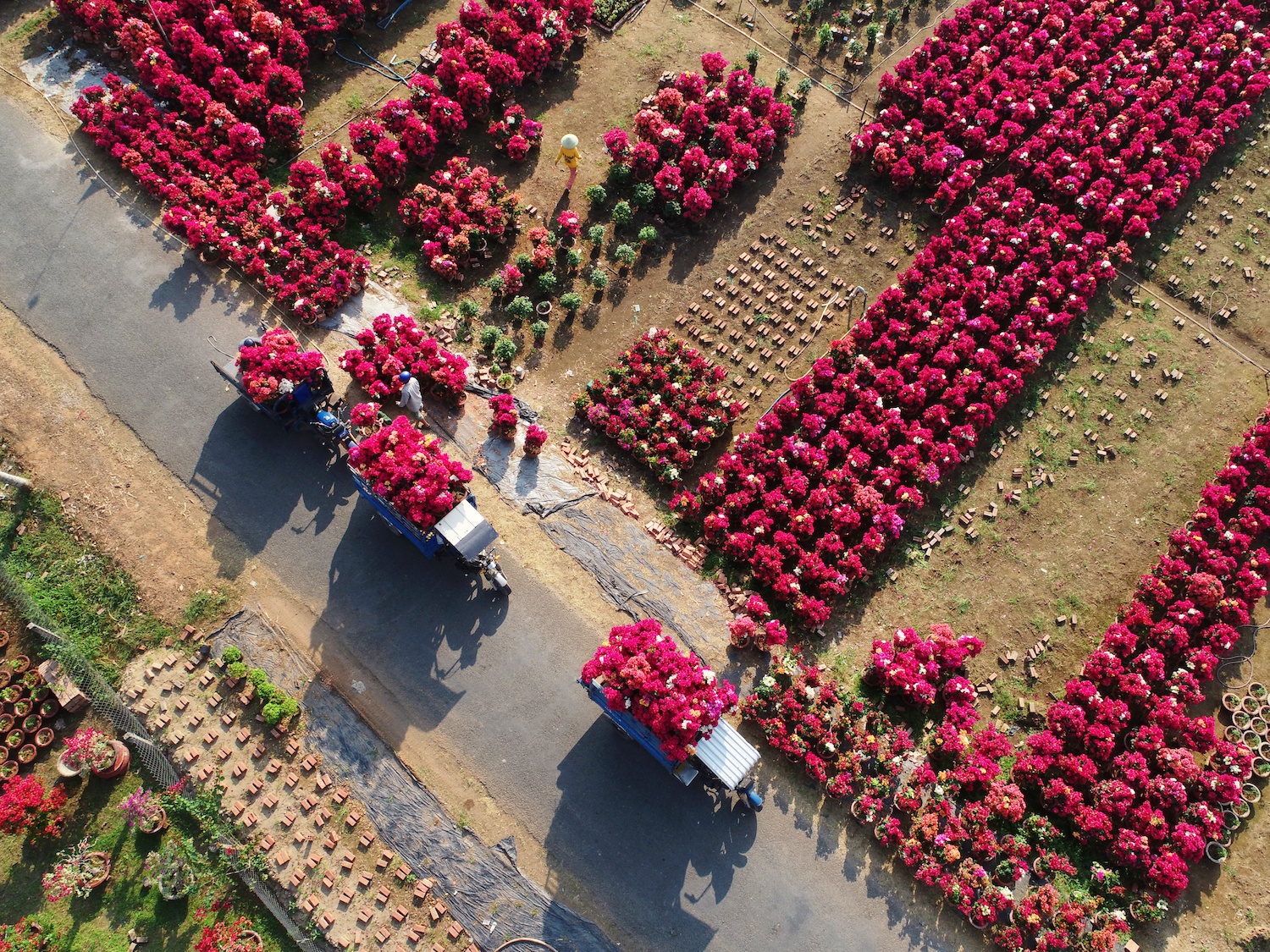 sac do hoa giay o mien Tay anh 2