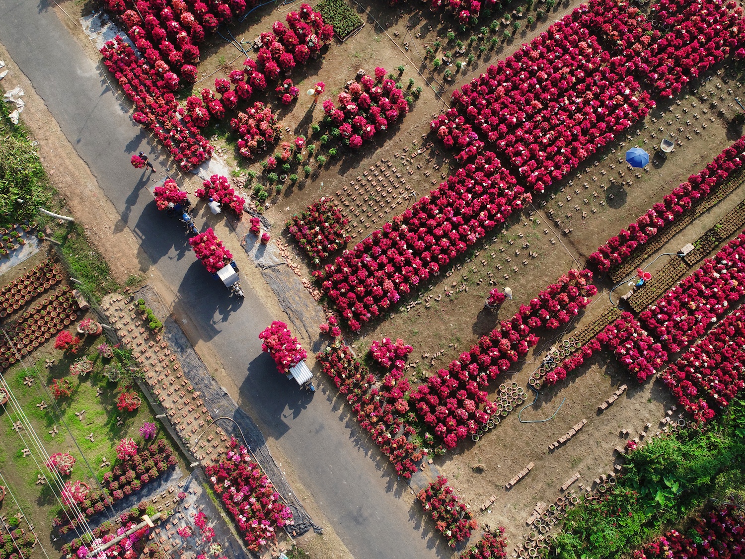 Sac hoa giay phu do tuyen duong dai o Ben Tre hinh anh
