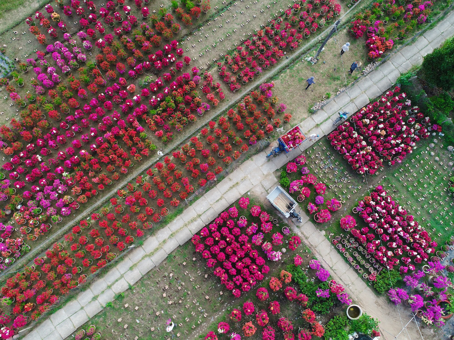 sac do hoa giay o mien Tay anh 11