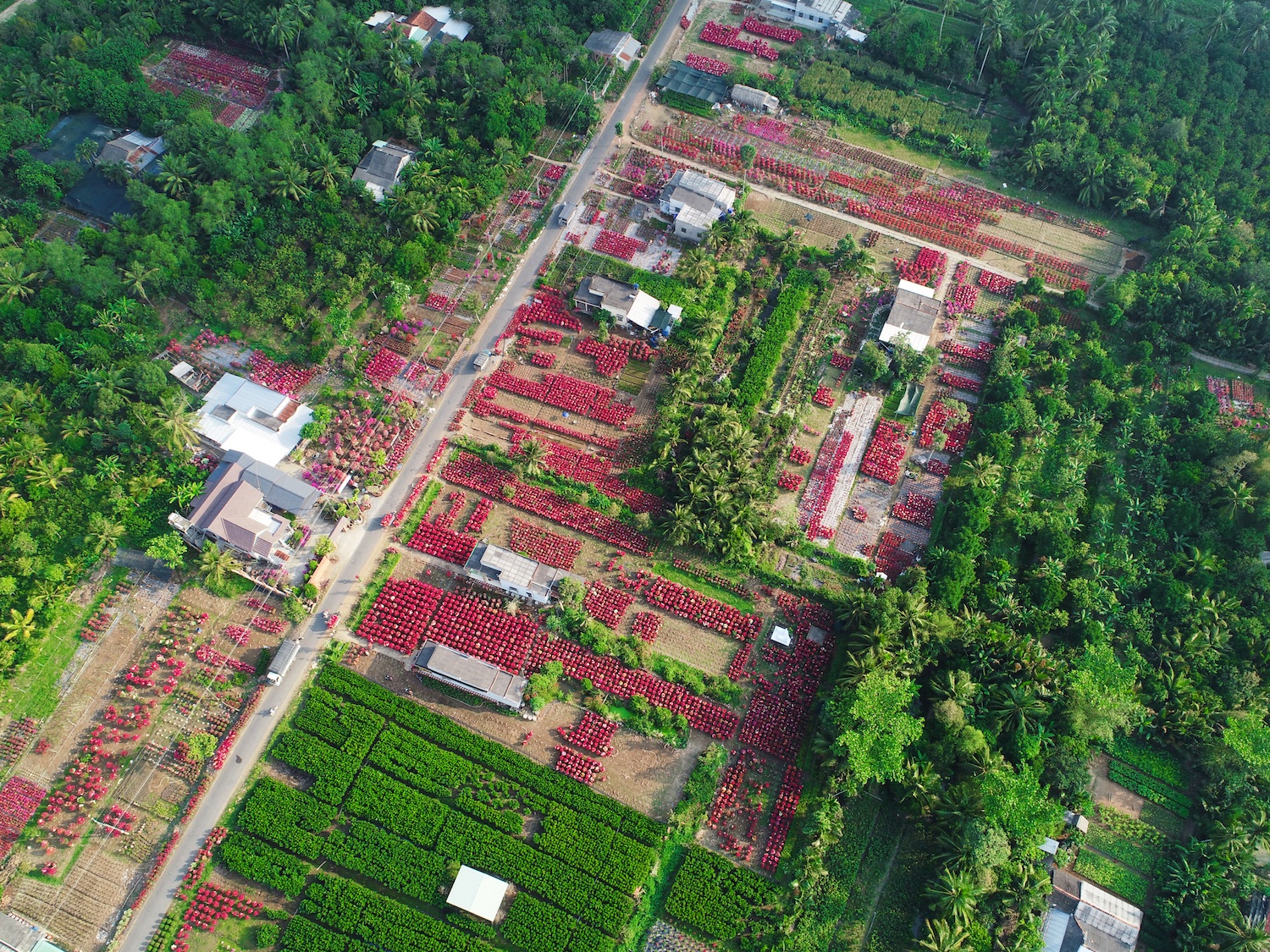 sac do hoa giay o mien Tay anh 7