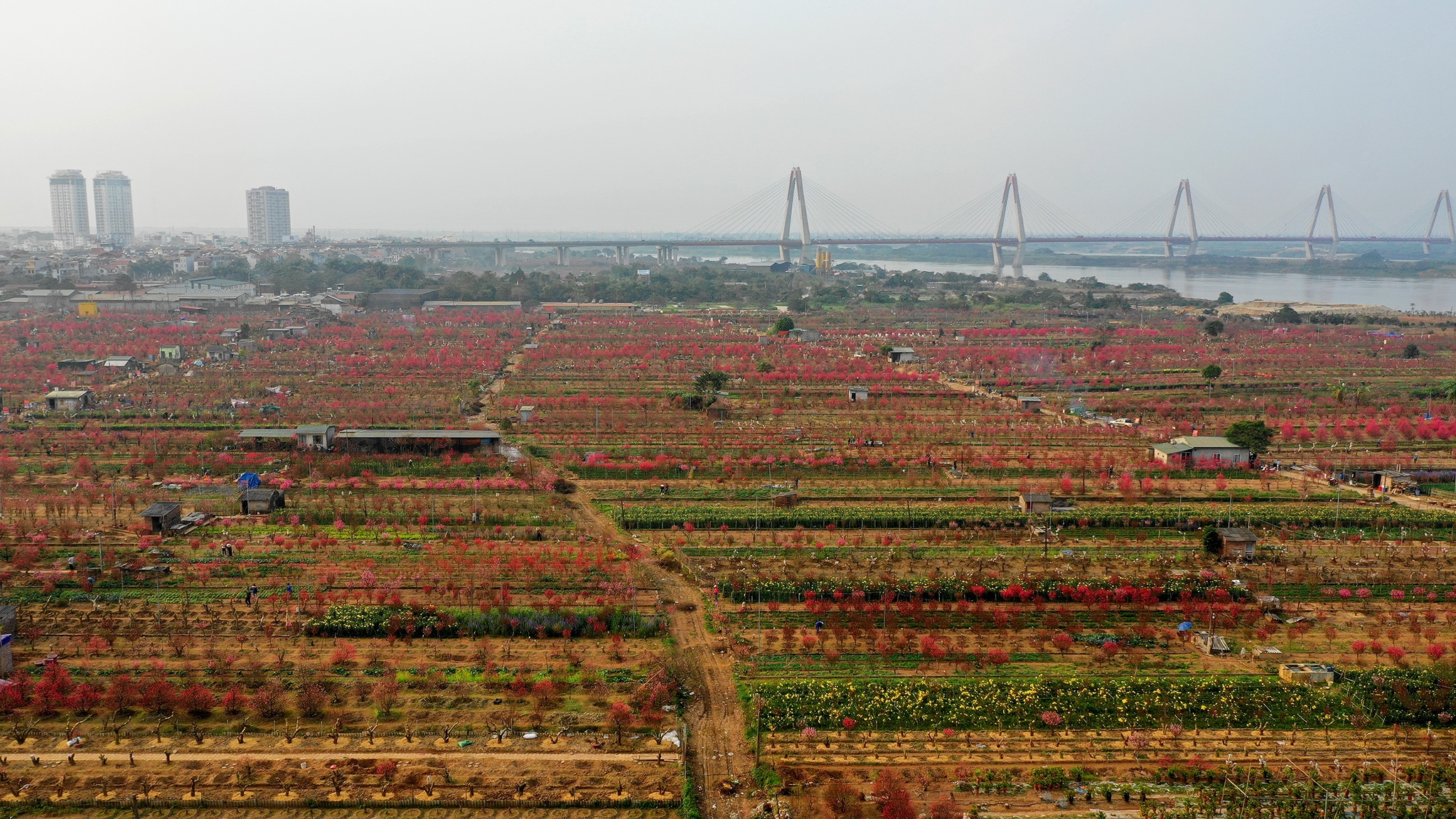 hoa dao dep o mien Bac anh 33