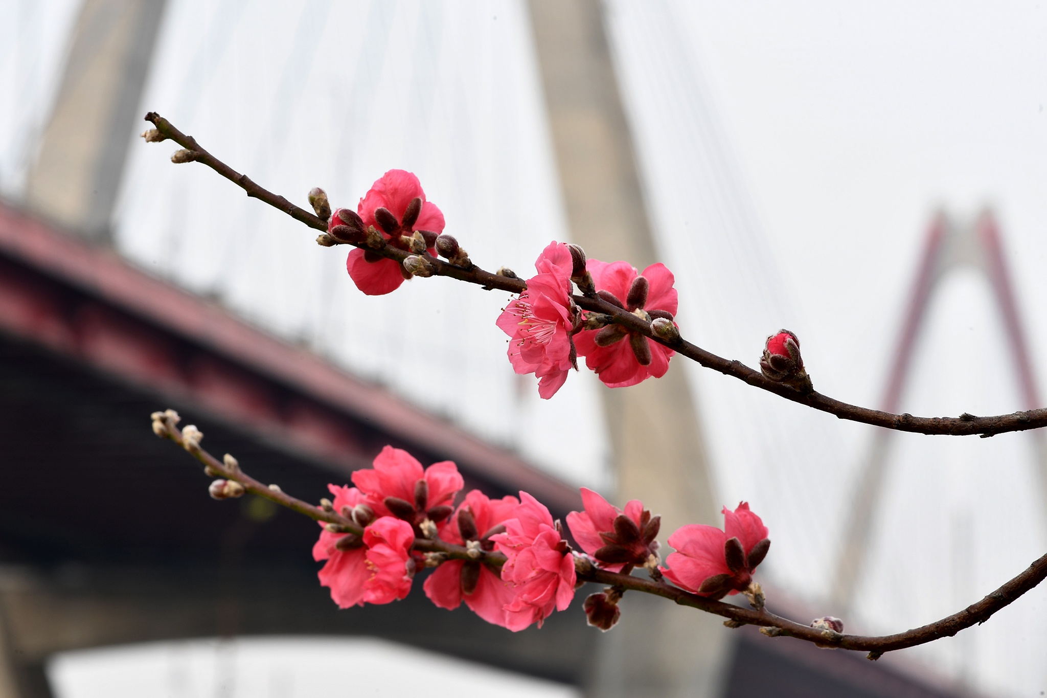 hoa dao dep o mien Bac anh 31