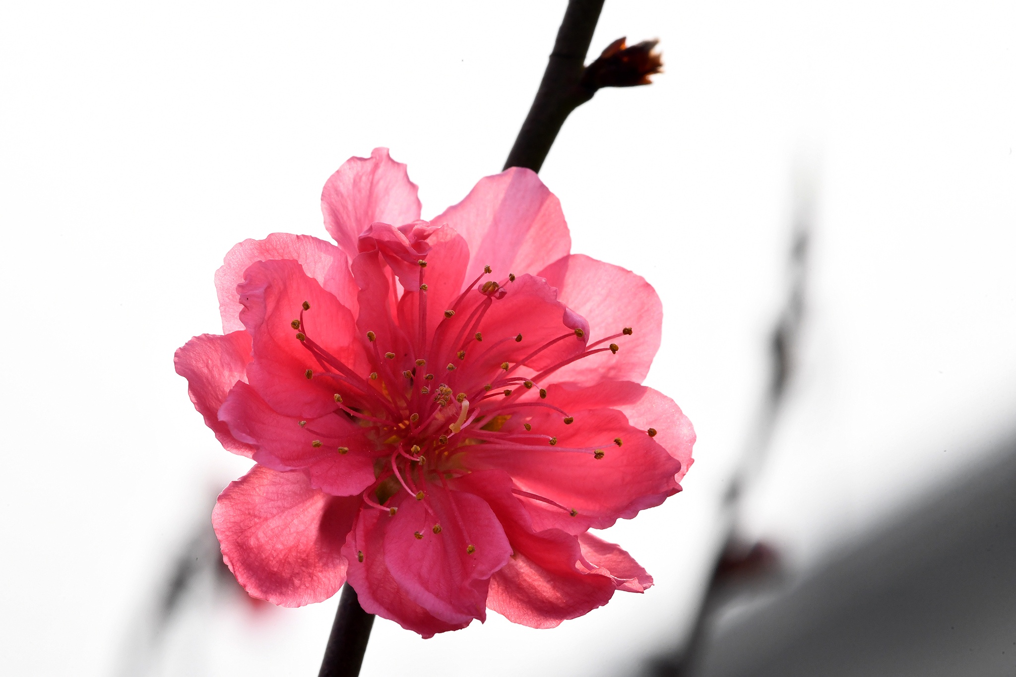 hoa dao dep o mien Bac anh 35