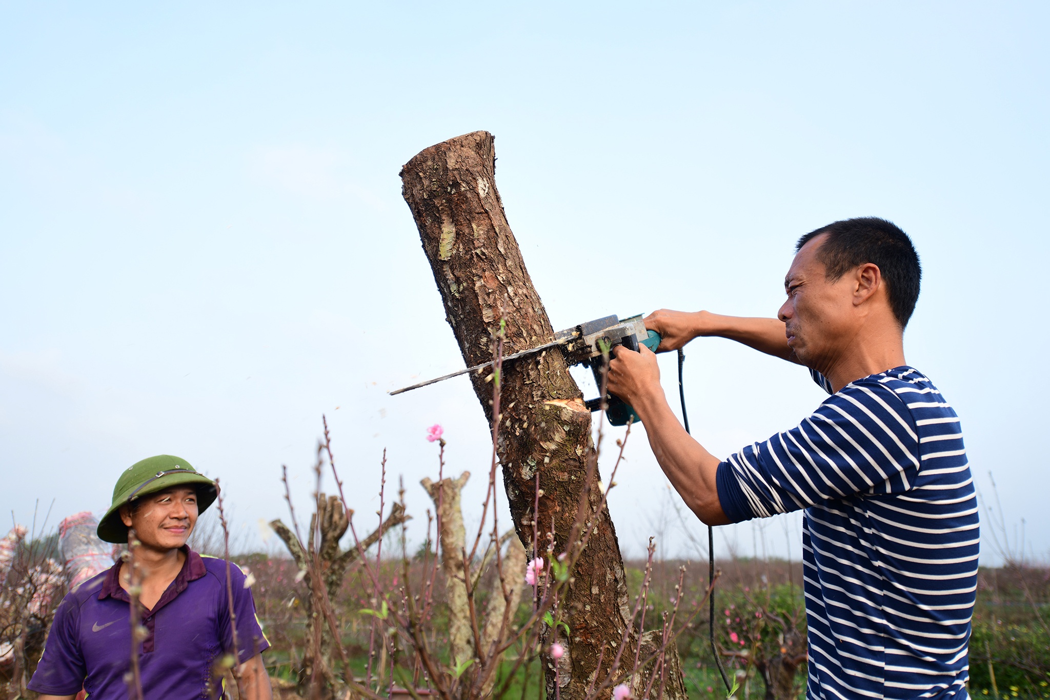 hoa dao dep o mien Bac anh 4